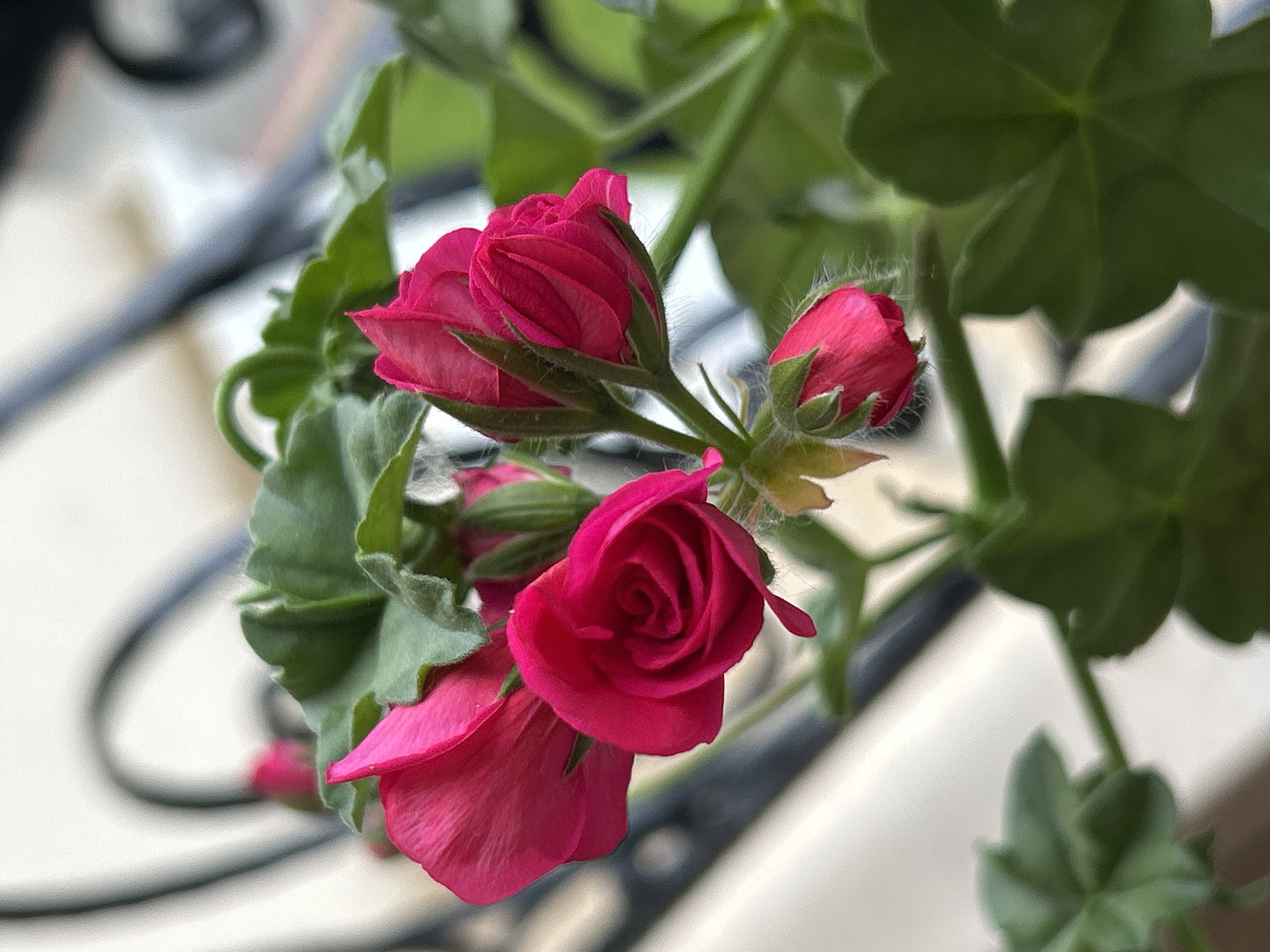 A close-up captures a cluster of deep pink geranium flowers in various stages of bloom. Some are tightly closed buds, others are partially opened, and one is fully open revealing spiraling petals. The green leaves are lobed and textured, providing a backdrop for the vibrant blooms. Light suggests the photo was taken indoors near a window, and the blurry object on the background is a black iron railing. There is no evidence to suggest that the image was taken in Plovdiv, Bulgaria. There are no people or actions visible in the scene.