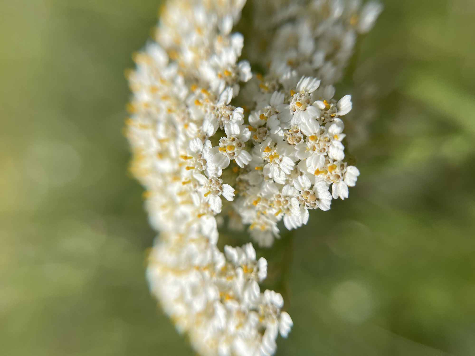A close-up, macro photograph focuses on a cluster of delicate white flowers with yellow centers. The flowers are arranged in a dense, flat-topped inflorescence. The background is a soft, out-of-focus blur of green, suggesting a natural outdoor setting such as a field or garden. The lighting appears to be natural daylight, casting subtle highlights on the petals. The image does not contain any people or urban elements, and therefore specific location details within the city of Popasne, Ukraine cannot be determined from the visual information alone.