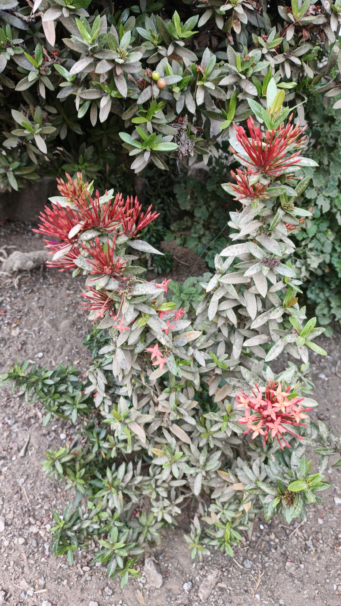 The image depicts a close-up view of a flowering Ixora plant. The plant features clusters of vibrant red and pink tubular flowers, interspersed with dense green foliage. The leaves appear to have a light dusting of what could be pollen or soil. The plant is situated outdoors, with a dry, earthy ground surface visible at the base. In the background, other green foliage can be observed, suggesting a garden or natural setting. The overall impression is of a healthy, flowering plant in its natural habitat. There are no people or animals present in the image. The context of Campurdarat, Indonesia, is not visually discernible from the image itself.