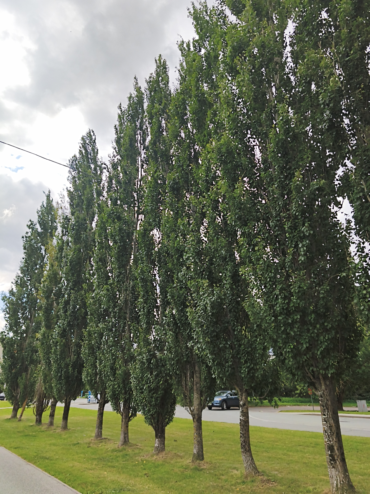 A row of tall, slender green trees line a grassy area adjacent to a paved sidewalk. The trees have rough, light-colored bark and dense foliage. In the background, a paved road is visible with a blue car driving on it, and a building with a red roof is partially obscured by trees. The sky is overcast with grey clouds. The image appears to be taken from a low angle looking upwards towards the trees and sky. The scene is likely a public park or a street with a landscaped median in Tallinn, Estonia.