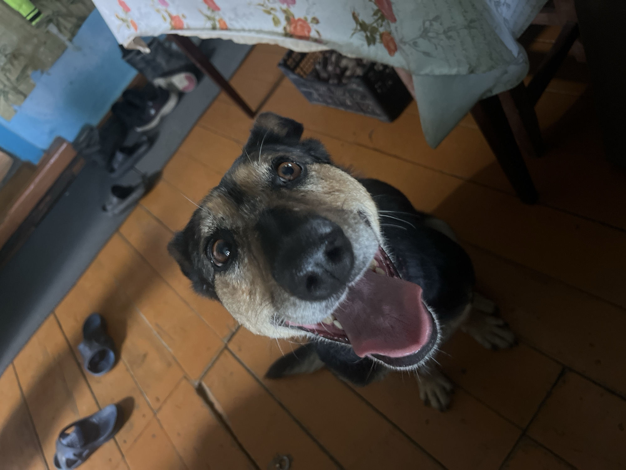 A medium-sized dog with black and tan fur is pictured in an indoor setting, looking directly at the camera with its mouth open and tongue hanging out. The dog is seated on a light brown tiled floor. In the background, there are several pairs of shoes, some on the floor and others on a low shelf. A patterned tablecloth is visible on a table to the right of the dog, partially obscuring a dark-colored basket. The lighting is dim, with shadows cast across the scene. The environment appears to be a residential interior, possibly in Nizhny Tagil, Russia, given the context.