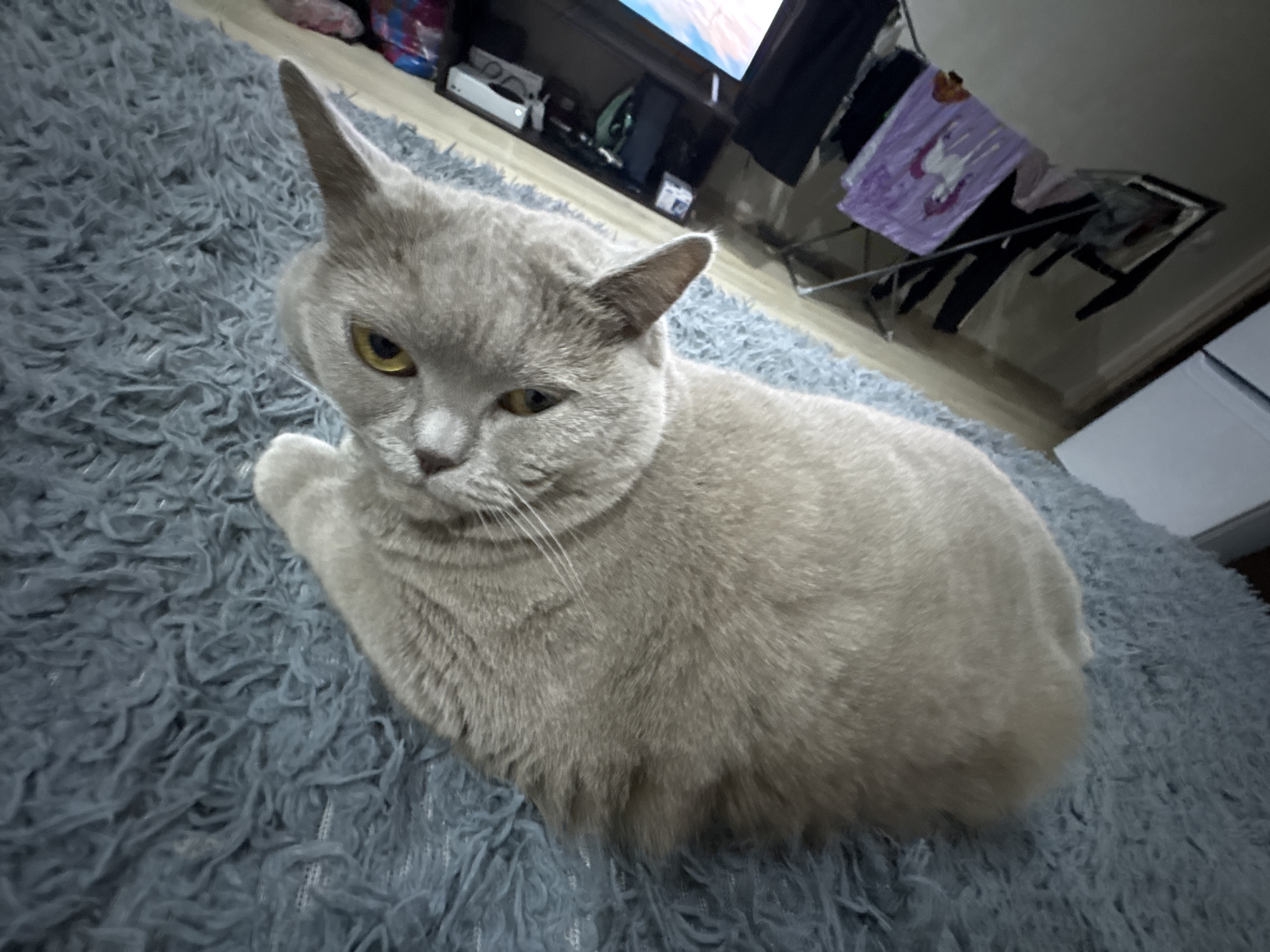 An indoor scene in the city of Izhevsk, Russia, features a light grey or fawn-colored cat with prominent yellow eyes and vertically slit pupils, positioned centrally on a textured, light blue shag rug or blanket. The cat is lying down, looking directly upwards towards the camera with its head slightly tilted, revealing its whiskers and rounded ears. The rug occupies the majority of the frame, showing long, soft fibers. To the right of the cat, a light-colored wooden floor or furniture element is visible, creating a boundary. In the deeper background, various household objects are present: a white electronic device, likely a console or router, rests on a dark surface above a partially visible television screen displaying colorful imagery. Below the television, a piece of artwork, possibly a child's drawing depicting a unicorn, is discernable, alongside other indistinct furniture items. The lighting is consistent with an indoor environment.
