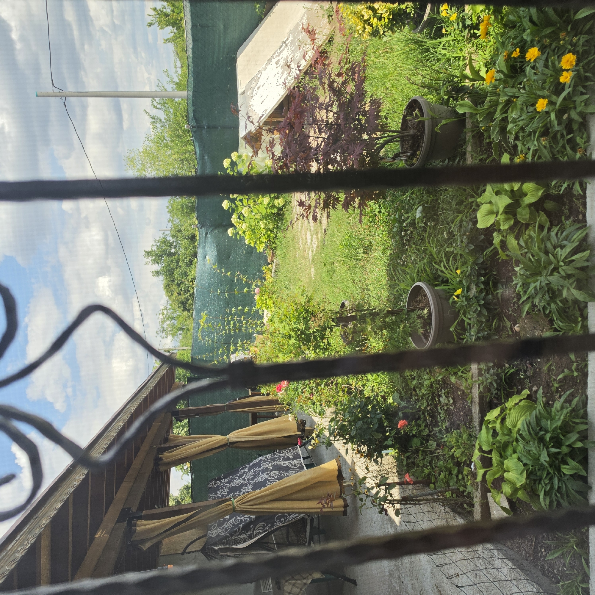The image depicts a backyard view through a black metal fence. In the foreground, the fence bars are prominent and slightly out of focus. Beyond the fence, there is a paved patio area with a covered porch or pergola supported by wooden beams. Tan colored curtains hang along the sides of the covered area. Various potted plants and garden beds are visible, including hostas, roses, a Japanese maple tree in a pot, and yellow flowers. A metal chain-link fence runs along the edge of the patio. In the background, there is a green privacy screen or fence, beyond which are trees and a utility pole. A light-colored, sloped structure, possibly a ramp or cover for something, is visible in the middle ground. The sky is partly cloudy with blue patches. The scene appears to be a residential backyard in Peshtera, Bulgaria, on a sunny day. There are no people visible in the image.