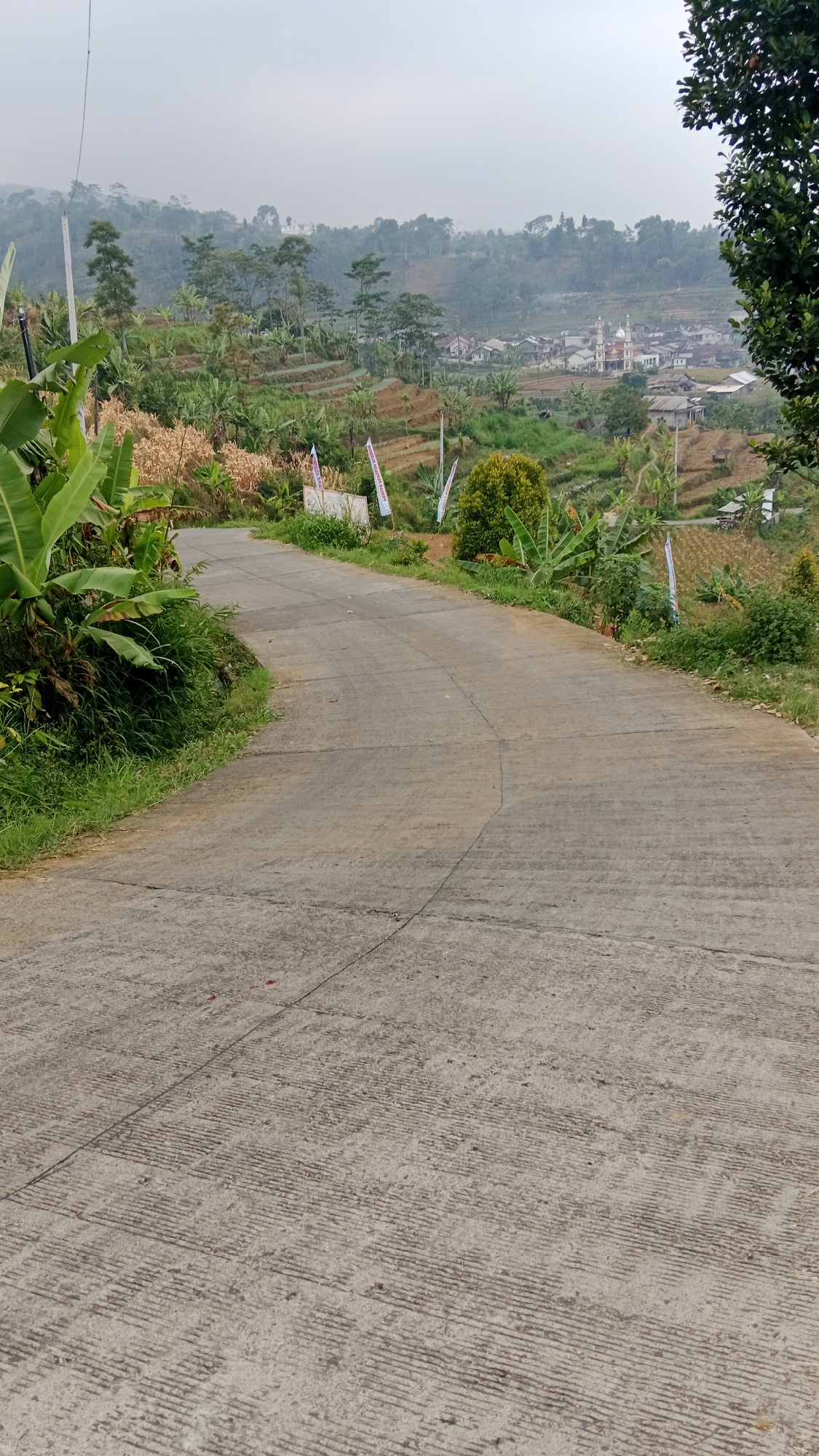 This is an exterior, eye-level, vertical shot of a paved road winding through a hilly, rural landscape. The road is made of concrete with a textured, grooved surface. Lush green foliage, including banana trees, and tall grasses line the left side of the road. In the middle ground, terraced fields are visible on the hillsides, with some areas appearing to be agricultural crops. Scattered houses and buildings form a village in the distance, centered around a mosque with white domes and minarets. The sky is overcast and hazy. The scene is peaceful and appears to be located in Sidomulyo, Indonesia, given the architectural style of the mosque and the tropical vegetation.