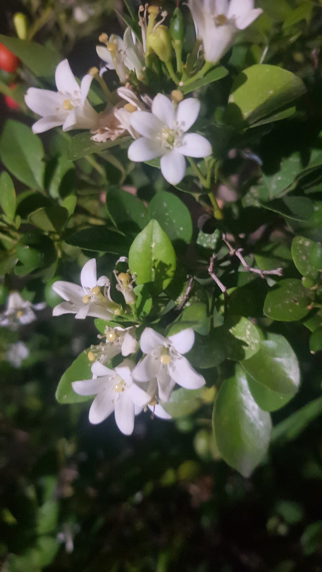 A close-up, vertically oriented, nighttime photograph captures a cluster of small, white flowers and green leaves. The flowers have five petals each and yellow stamens. Some of the flowers are in full bloom, while others appear to be budding or fading. Small, green buds are also visible. The leaves are oval-shaped and glossy, with some showing a slight sheen. The background is dark and out of focus, suggesting a natural setting at night. A tiny red berry is present in the upper left corner. The image is slightly grainy and appears to have been taken with a flash, as evidenced by the bright highlights on the flowers and leaves. The overall scene suggests a detail of flora from a garden or natural area in Karang Menggah, Indonesia.