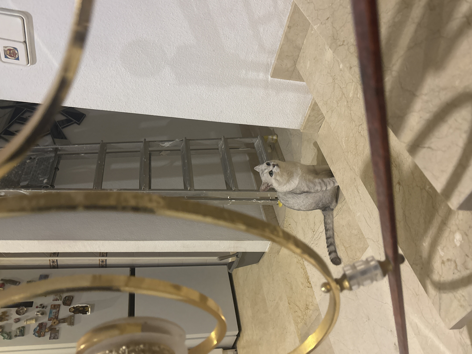 An indoor scene depicts a light-colored cat sitting on a beige marble staircase. The cat is facing left and looking upwards. Behind the cat, a silver, multi-step ladder stands against a white wall. The floor is also made of beige marble. In the background, on the left, is a white refrigerator with numerous colorful magnets and souvenirs affixed to its door. A grey bucket with cleaning tools is positioned on the floor near the refrigerator. In the foreground, a decorative golden railing partially obscures the view. The lighting suggests an interior setting, possibly a home in Orihuela, Spain, given the presence of a refrigerator with tourist souvenirs, common in such locations.