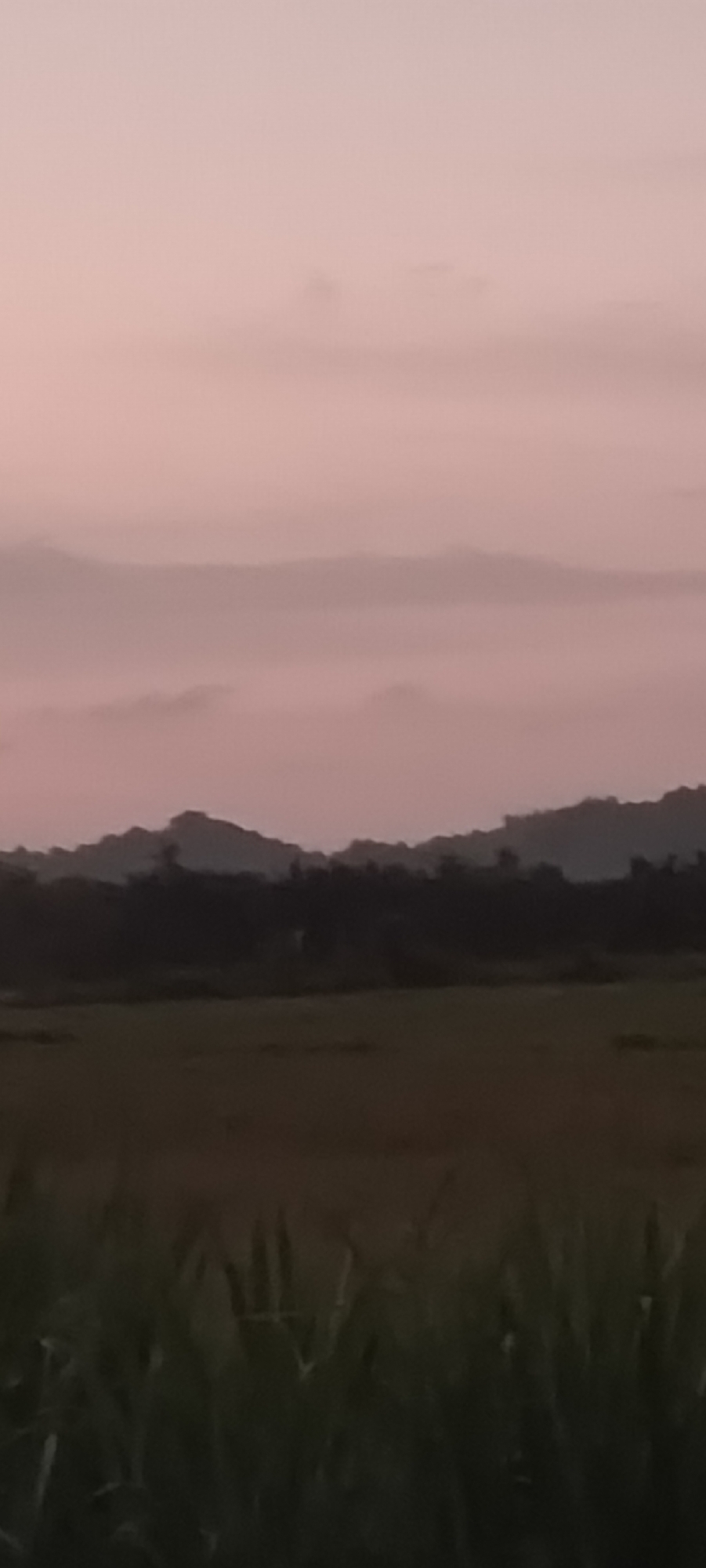 The image depicts a landscape scene, likely captured during dusk or dawn, in the city of Kruengseupeng, Indonesia. The foreground features tall grasses, possibly sugarcane or rice paddies, partially obscuring the view. A flat field stretches behind the grasses, leading to a darker area of trees or a treeline. In the background, layered mountains are visible, shrouded in a light mist or fog. The sky is a soft, pale pink hue, indicative of sunrise or sunset. No people are visible in the frame.
