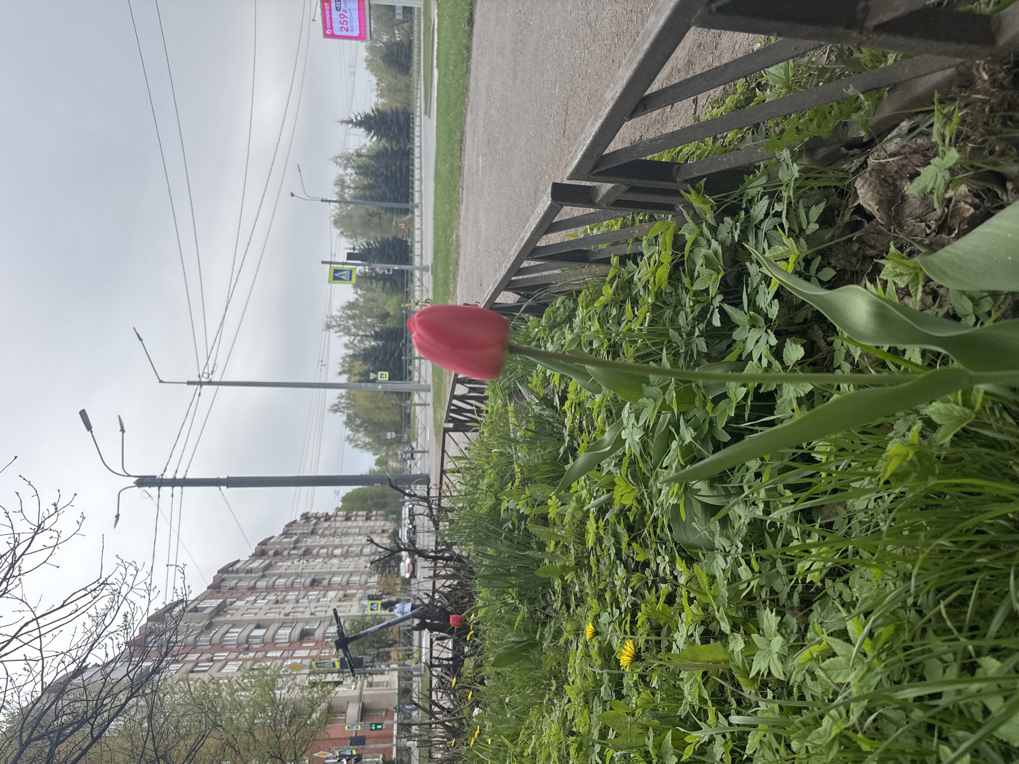 A red tulip blooms among green foliage along a wrought iron fence, next to a gray sidewalk. Beyond the sidewalk are trees and a gray sky. In the background, a large, tiered building with windows is visible, as are streetlights, power lines, and a crosswalk sign. The location is Saint Petersburg, Russia. A person riding an electric scooter is in the background.