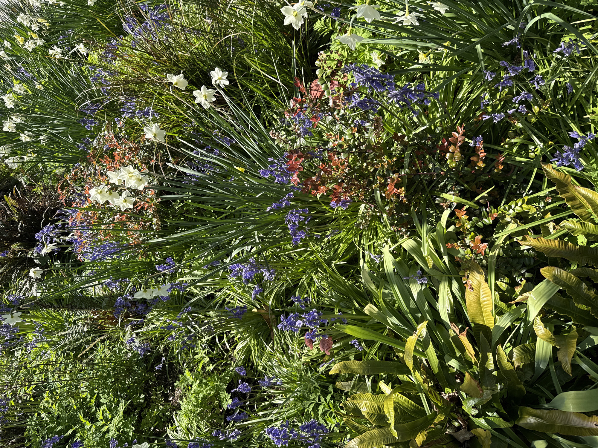The image shows a dense garden in Vancouver, Canada, filled with a variety of plants and flowers. White daffodils and bluebells are prominent, interspersed with various green foliage, including ferns and other leafy plants. Some reddish-brown plant accents are also present. The scene appears to be bathed in sunlight. No people are visible.
