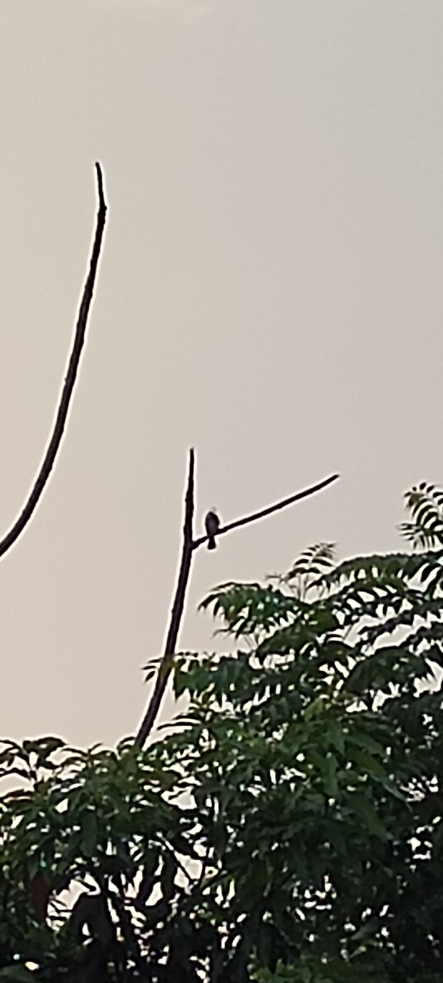 A small bird is perched on a thin branch against a pale sky. The bird is silhouetted and appears to be facing to the left. In the foreground, the dark green leaves of a tree fill the bottom right of the frame. Two thin, dark branches extend from the left side of the image. The scene is captured outdoors, likely in a natural setting. No specific location in Lhokseumawe, Indonesia is identifiable from the visual information provided.