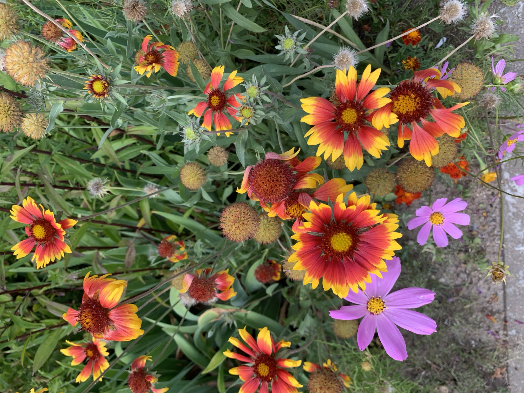 This image shows a close-up, overhead view of a garden bed filled with a variety of flowers and foliage. The primary flowers are Gaillardia, also known as Blanket Flowers, with their distinctive red and yellow ray florets and dark reddish-brown centers. Several of these flowers are in full bloom, while others appear to be wilting or in bud stage, some with seed heads visible. In addition to the Gaillardia, there are delicate pink Cosmos flowers with yellow centers scattered throughout the scene. The foliage consists of tall, slender green stems and leaves, characteristic of these types of flowering plants. The ground beneath the flowers is a mix of dirt and small pebbles, with a hint of a concrete border visible at the bottom left. No people or animals are present in the image, and there are no indications of any specific location within the city of Kapyĺ, Belarus, other than it being an outdoor garden setting.