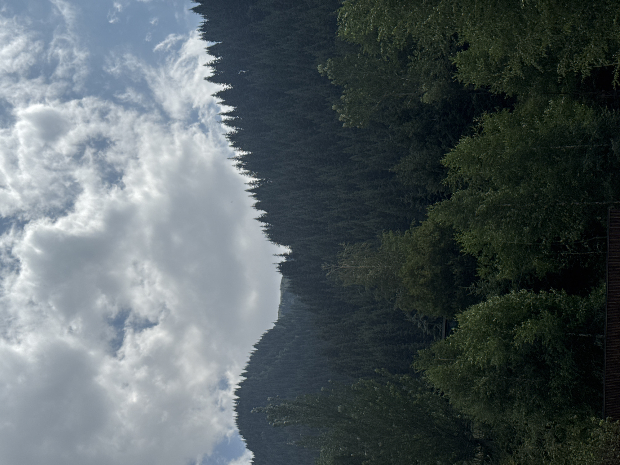 The image depicts a dense forest covering a mountainous slope. The trees are predominantly coniferous, with their dark green canopies creating a uniform texture that ascends the hills. The sky above is partly cloudy, with patches of blue sky visible between fluffy white and gray clouds. The lower portion of the image shows a foreground of lush green trees, appearing closer to the viewer than the main forest on the mountainside. A dark, horizontal element, possibly a fence or a low wall, runs along the very bottom of the frame. No people or animals are visible. The scene evokes a natural, wild landscape, characteristic of mountainous regions. This scenery is consistent with areas in and around Almaty, Kazakhstan, known for its proximity to the Tian Shan mountains and extensive forested areas like the Ile-Alatau National Park.