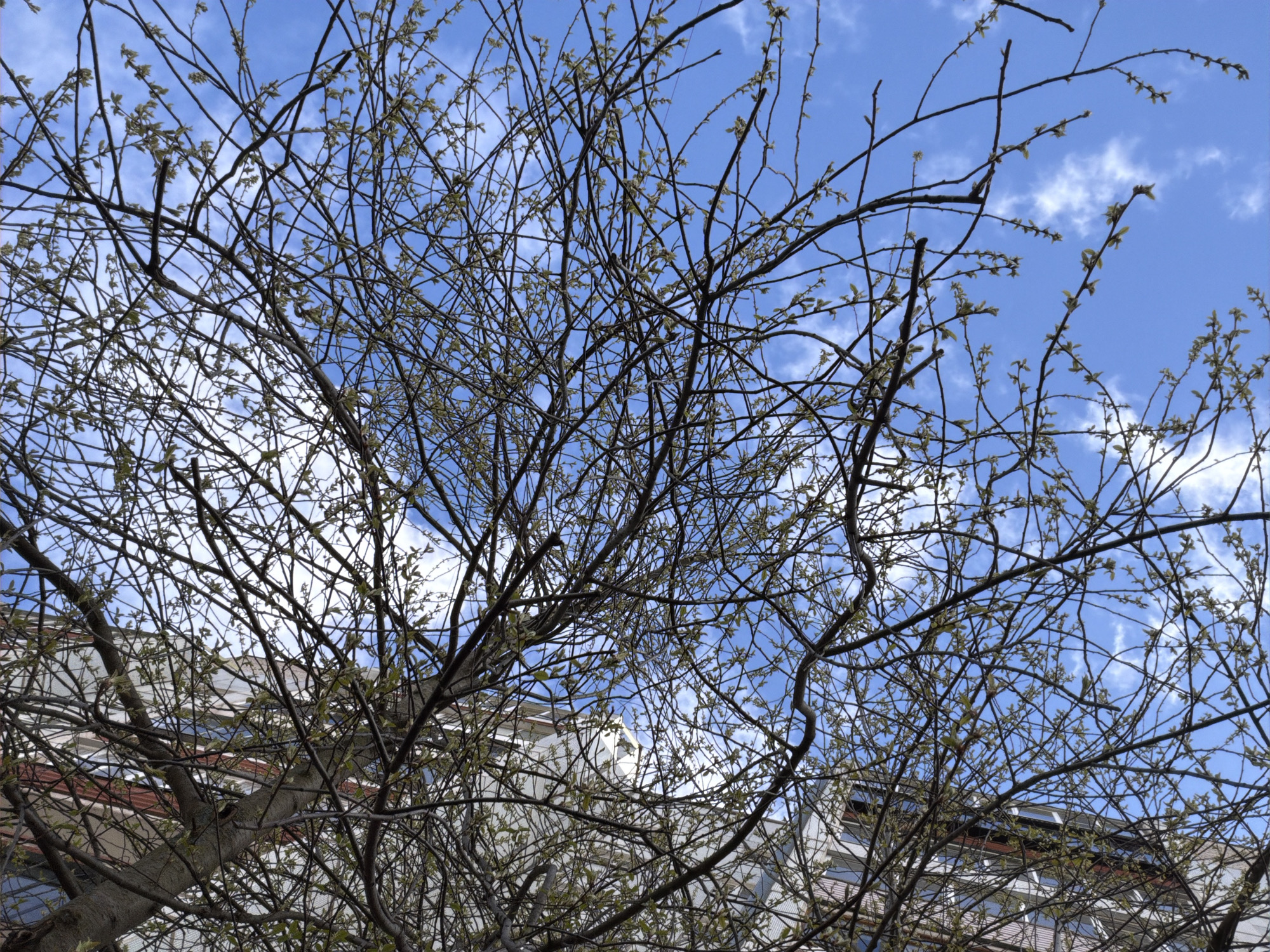 The image shows a tree with bare branches and budding leaves against a partly cloudy blue sky. In the background, the upper floors of an urban building are visible. The architecture of the building suggests a location within a city. No people or animals are visible in the image. The location is specified as the city of Chaikovsky, Russia.