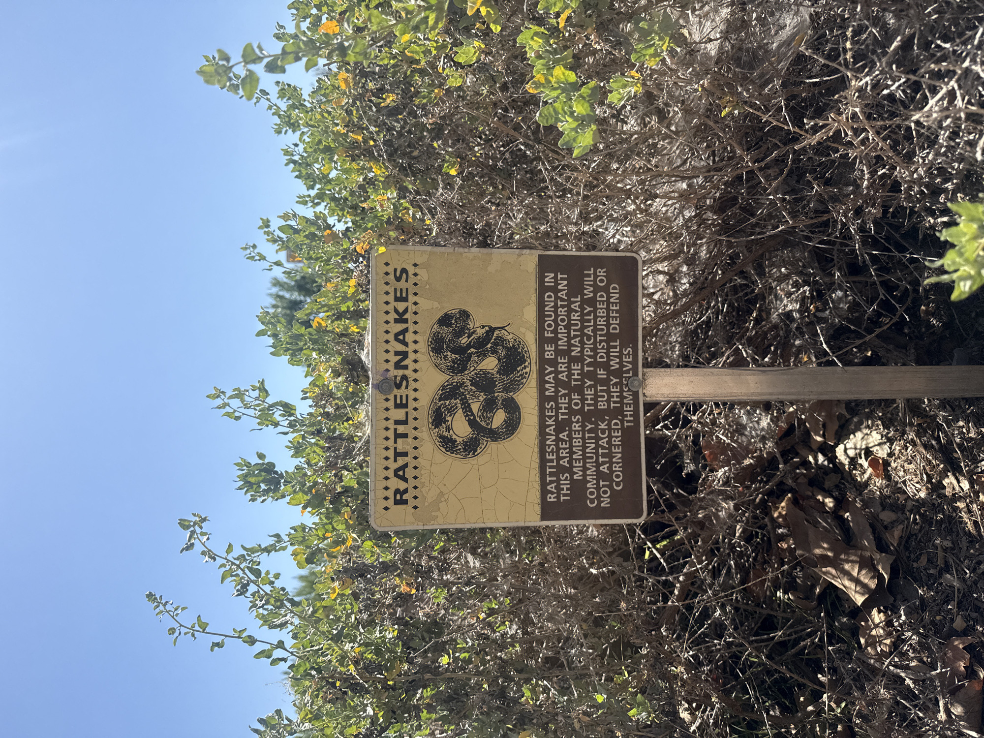 The image shows a sign warning about rattlesnakes, likely in Malibu, California, United States of America. The sign features a drawing of two snakes coiled together and text indicating that rattlesnakes may be found in the area, are important to the natural community, and typically do not attack unless disturbed or cornered. The sign is mounted on a wooden post and surrounded by foliage, including shrubs and dry branches. The sky is visible in the upper left corner of the image. The overall environment suggests a natural, possibly hiking area.
