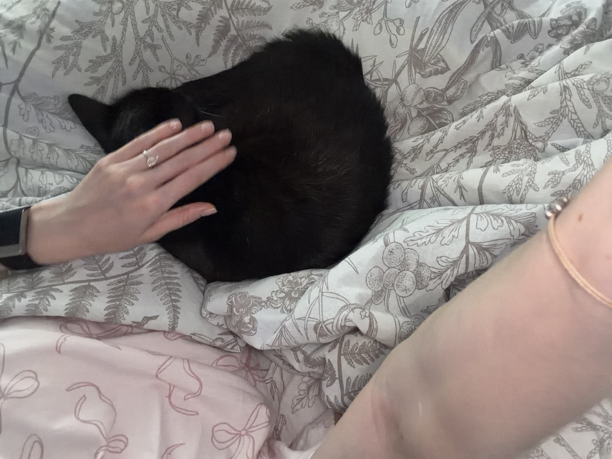 In the city of Chaikovsky, Russia, a black domestic cat rests curled on a bed. A human hand, positioned from the upper right, gently strokes the cat's back; the hand displays clear nail polish and a ring with a prominent clear stone on the fourth finger. A silver-colored Apple Watch with a dark band is visible on the wrist associated with this hand. In the lower-left quadrant, a segment of another human forearm, bare and exhibiting minor superficial marks, is visible; a light-colored string bracelet is present on its wrist. The bedding consists of two distinct patterns: a pink fabric on the left featuring a repeating pattern of light-colored bows, and a lighter-toned fabric covering the majority of the bed, adorned with a detailed botanical pattern in a darker grey or taupe hue, depicting ferns, leaves, and berries.