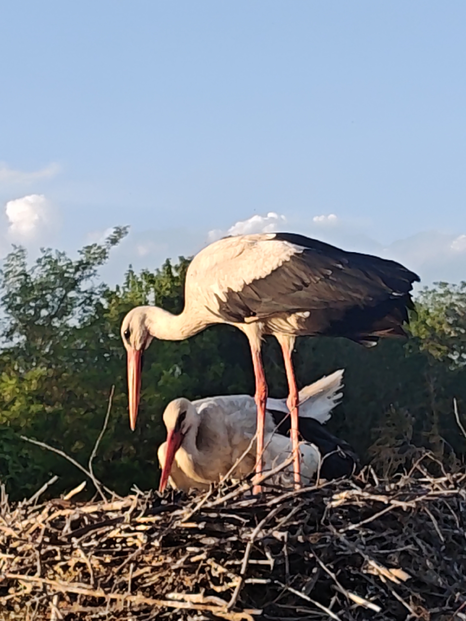 Two storks are situated in a nest constructed of sticks, with trees and a partly cloudy sky visible in the background. One stork is standing while the other is sitting in the nest. The location appears to be a city, although the specific city is unknown.