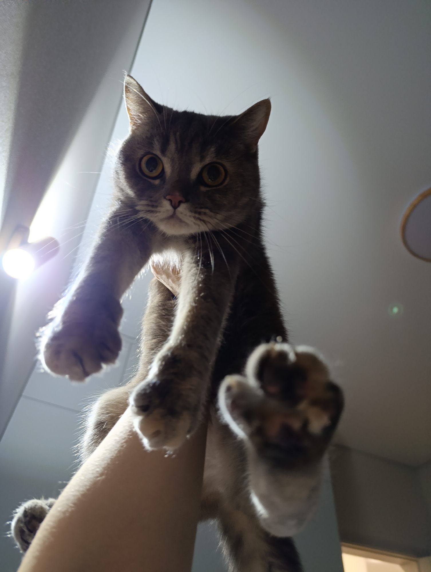 A low-angle shot shows a gray tabby cat being held up by a person. The cat is facing the camera with amber-colored eyes and a curious expression. Its paws are extended towards the viewer. The person's arm is visible, holding the cat. The background consists of a bright, off-white ceiling and a wall with a light fixture. It is impossible to infer the location as Chaikovsky, Russia with the provided image.
