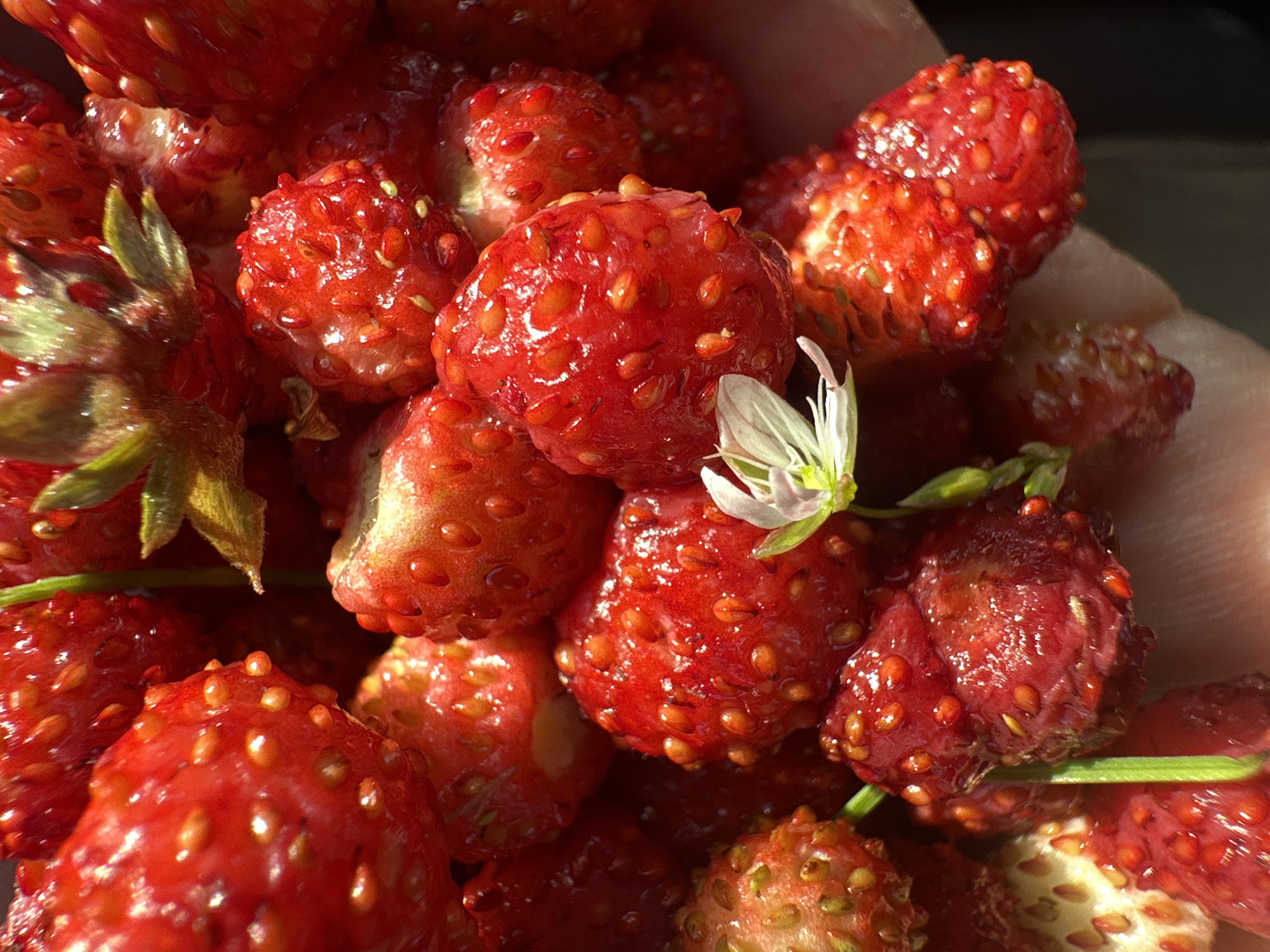 This is a close-up, overhead shot of a hand holding a cluster of wild strawberries. The strawberries are a deep red, with many small seeds visible on their surfaces. Some of the strawberries still have their green leaves attached. In the center of the image, a small white flower with delicate petals is nestled among the berries. The lighting suggests it is daytime, with sunlight highlighting the textures of the fruit. The background is dark and out of focus, drawing attention to the detailed textures and vibrant colors of the strawberries. The overall impression is one of freshness and natural abundance. The context provided indicates the location is Chaikovsky, Russia, implying these are local, wild-picked berries. No text is visible in the image.