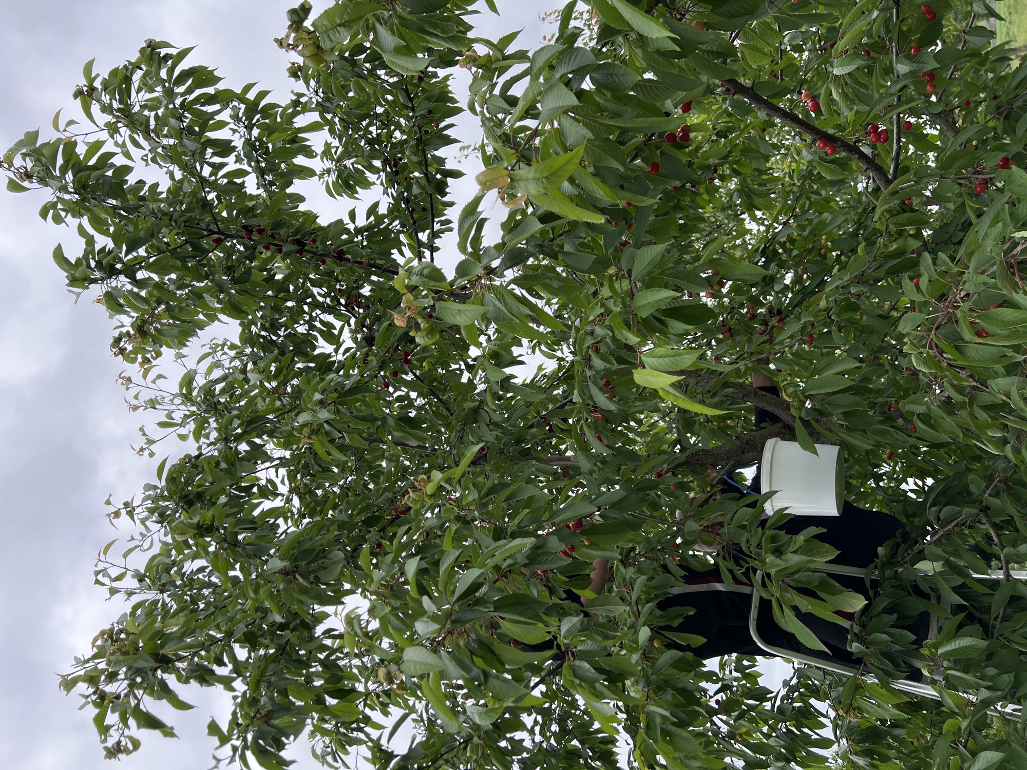 An outdoor scene in Mshanets, Ukraine, depicts a person harvesting cherries from a dense cherry tree under an overcast sky. The individual, partially obscured by foliage and dressed in dark clothing, stands on a silver metal ladder. A white plastic bucket, suspended by a blue handle, hangs near the person, positioned for collecting fruit. The tree is heavily laden with numerous red cherries, some fully ripe and others in various stages of ripening, interspersed among abundant green leaves. The overall environment suggests an agricultural or orchard setting.