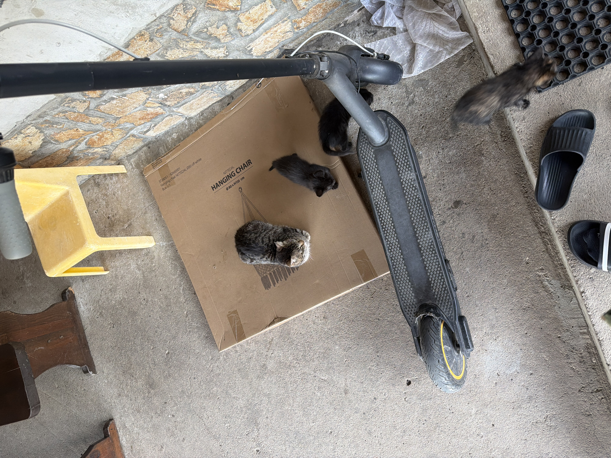 The image shows a concrete floor with various objects scattered across it. A cardboard box labeled "HANGING CHAIR NITTEDAL" lies on the floor, with three kittens nestled inside, one sleeping. An electric scooter partially covers the box. A black pole lies diagonally across the upper left of the image. A yellow plastic step stool and pieces of wooden furniture are also present. To the right, there is a rubber mat and two black sandals. One kitten is near the mat. The scene appears to be located in a cluttered outdoor or semi-outdoor space. I don't have enough information to determine if this is in Iskar, Bulgaria.