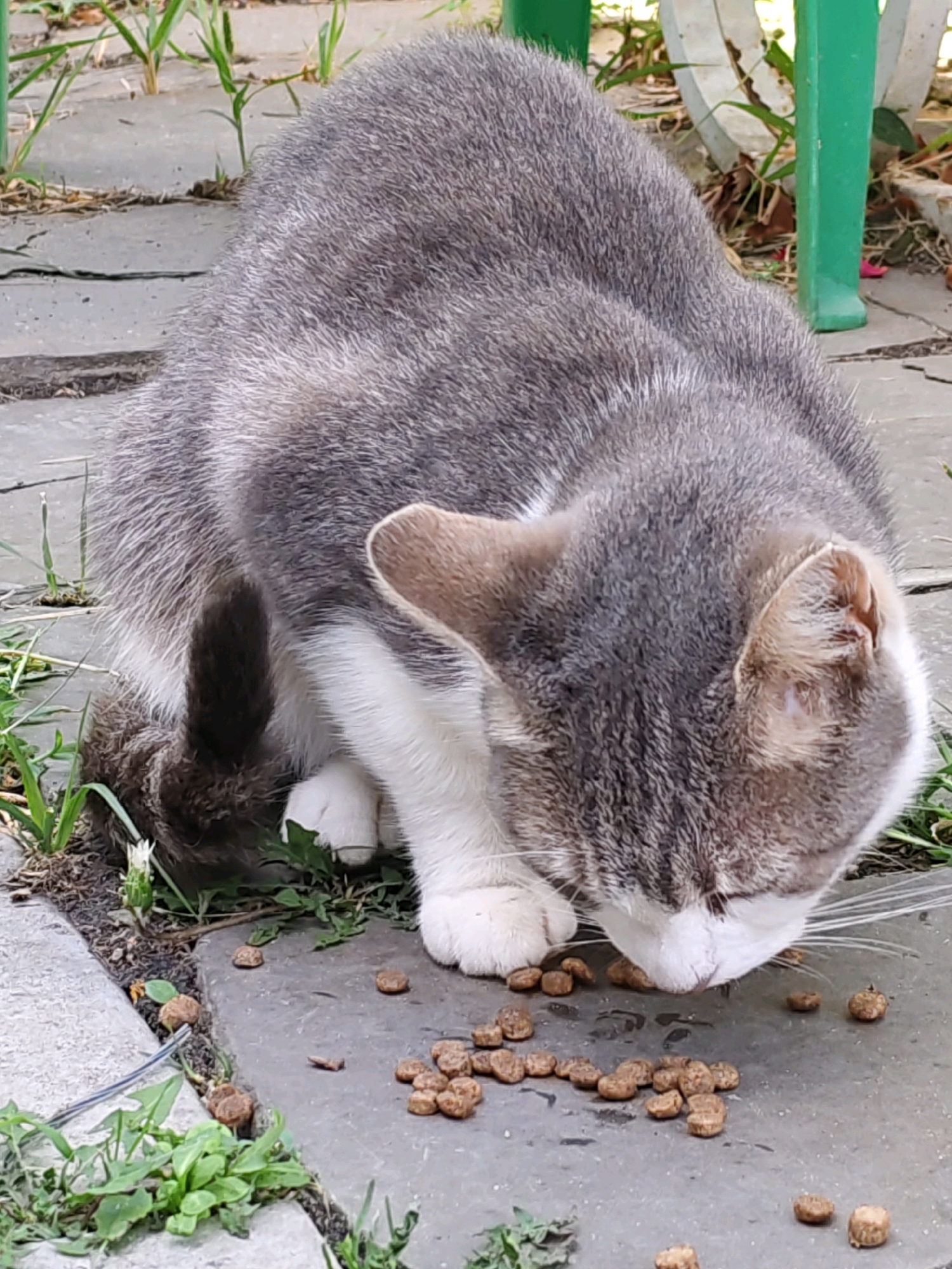 A grey and white tabby cat is eating kibble from a stone pathway. The cat is hunched over, its head down, focused on the food. The pathway is edged with green grass and some dry leaves. In the background, a blurry green metal object, possibly a chair leg, is visible. The scene appears to be outdoors, possibly in a park or garden.