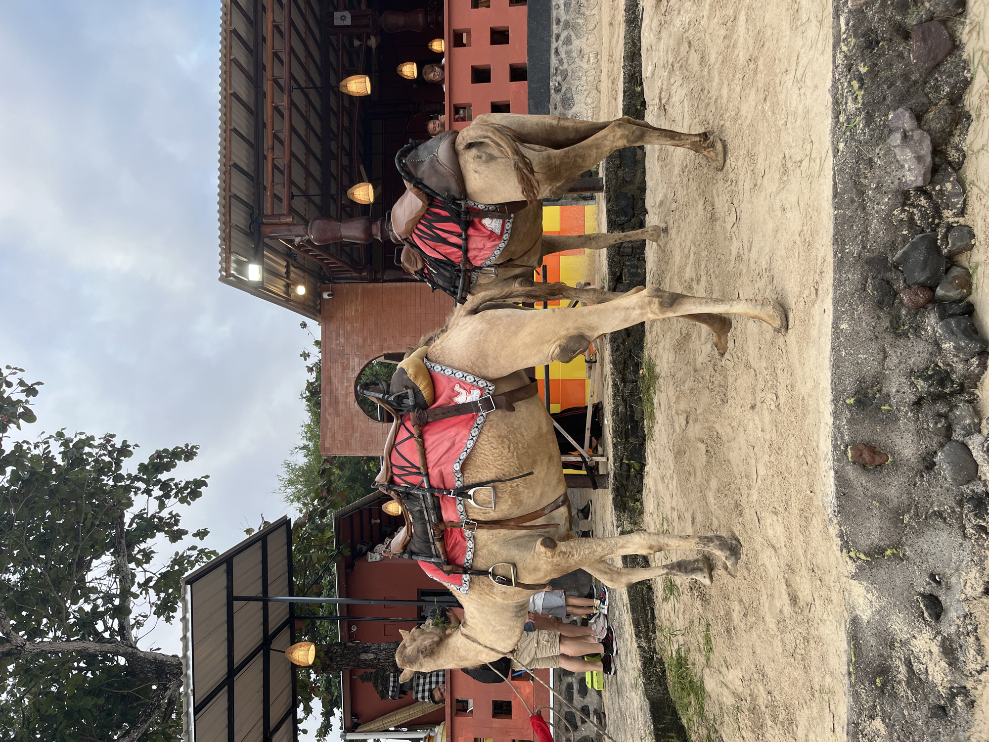 Two camels, equipped with red saddles and stirrups, stand on a sand-covered enclosure. The camel in the foreground faces left, its head down, while the camel in the background faces right. Behind the enclosure, a red building with a corrugated roof and open-air seating is visible. Several people are present, some standing near the camels and others seated at tables within the building. A large tree with green foliage is situated to the left of the building. The sky is overcast. The scene appears to be a tourist attraction offering camel rides, likely in Kuta, Indonesia, known for its beaches and recreational activities.