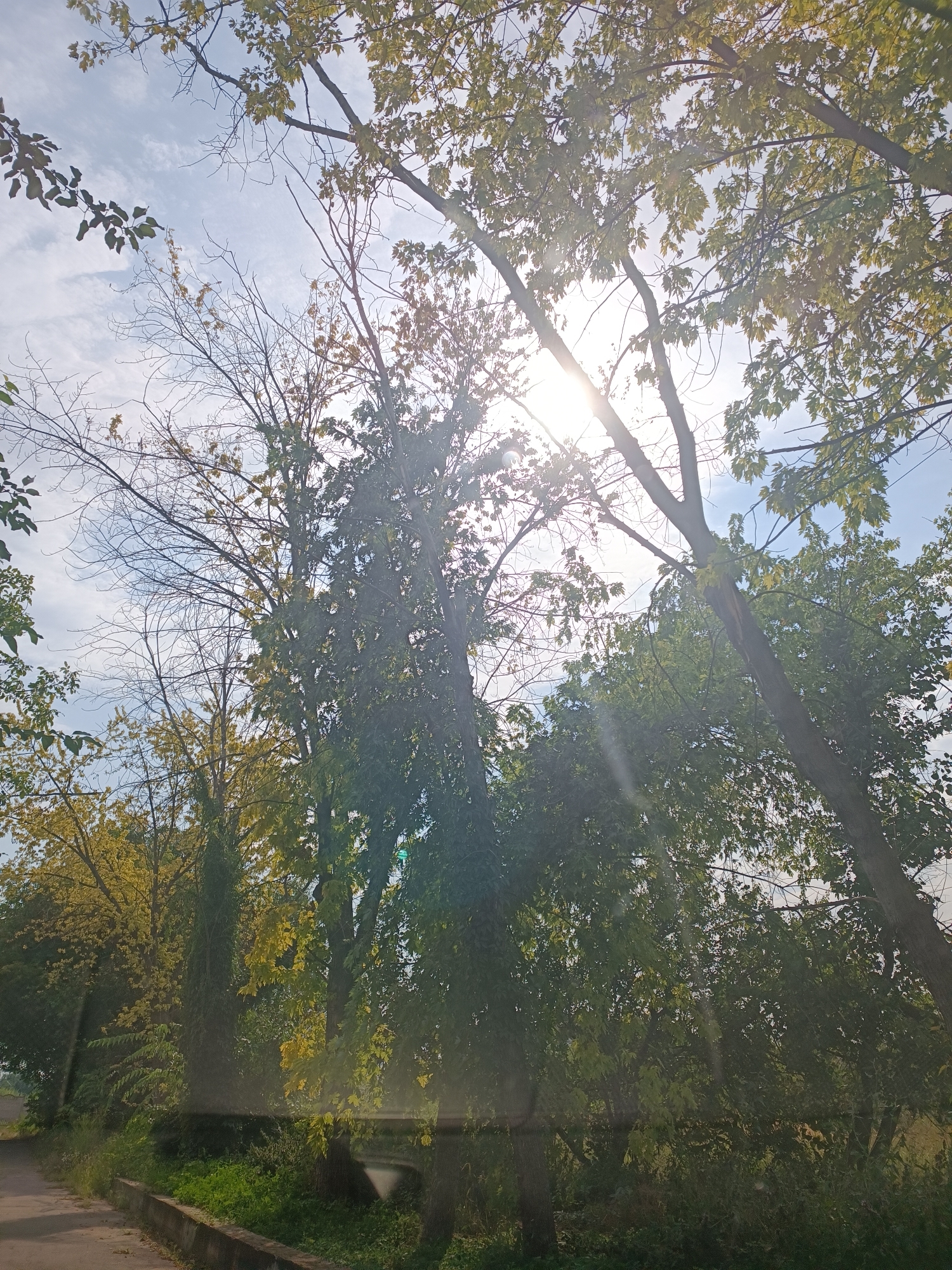 The image shows a view of trees against a bright sky with the sun partially obscured by foliage. The trees are a mix of deciduous types, with some showing vibrant green leaves and others displaying a transition to yellow, suggesting an autumn season. Bare branches are visible among the leafy trees. Sunlight beams through the leaves, creating lens flare and dappling effects. In the lower part of the image, there is a glimpse of a road or path on the left, and a concrete curb or retaining wall bordering an area of dense green vegetation. The setting appears to be a natural or park-like area within the city of Soniachne, Ukraine, possibly near a roadside. No people or animals are visible.