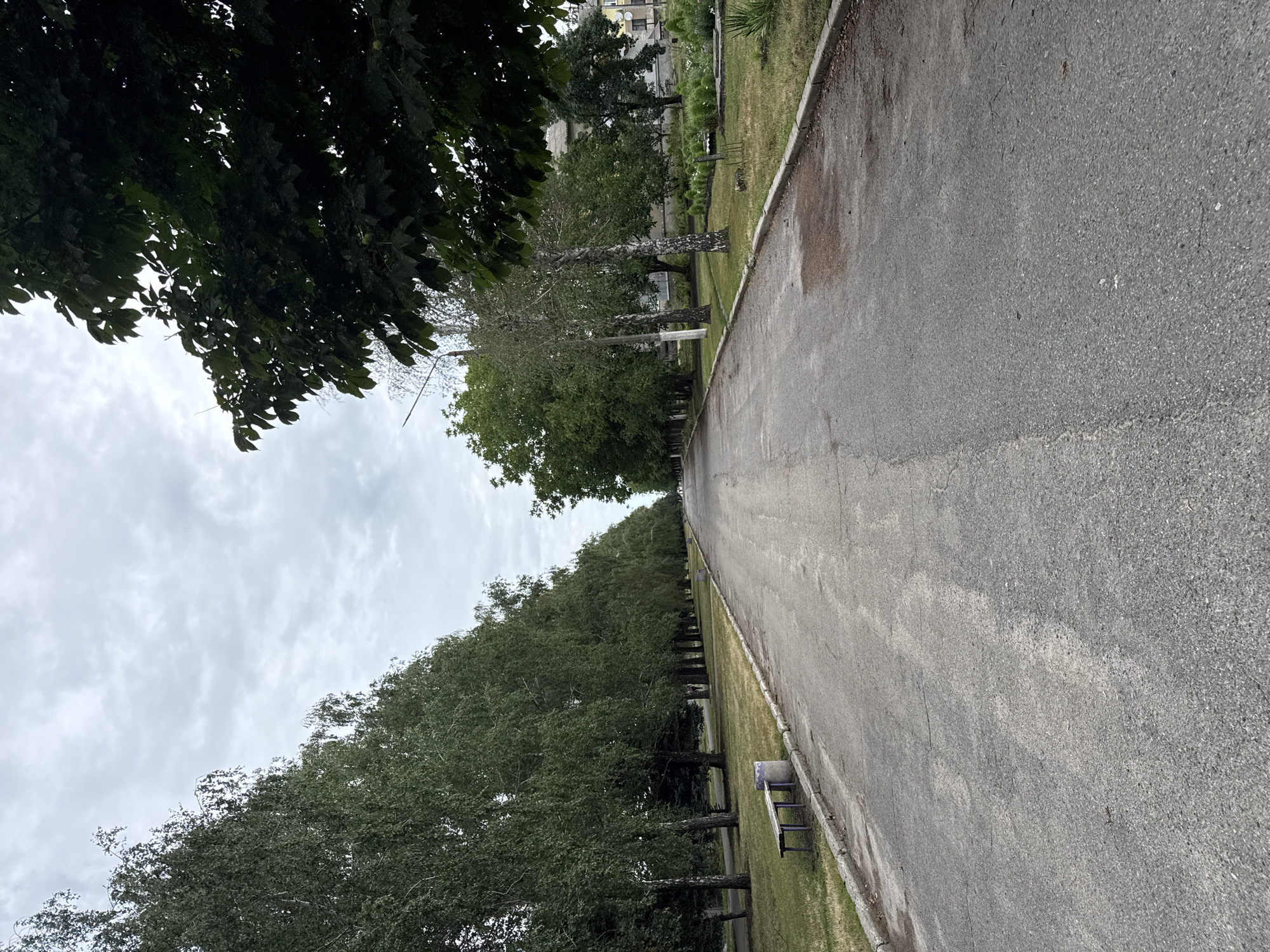 An eye-level, medium shot captures an empty paved road in Piatykhatky, Ukraine, flanked by rows of tall, mature trees on either side. The sky is overcast with a moderate amount of cloud cover, casting a diffused light on the scene. On the left side of the road, a lone, simple wooden bench with purple legs sits on a strip of grass next to a cylindrical trash receptacle. The trees on the left appear to be predominantly birch trees with their characteristic white bark and green foliage, forming a dense line. On the right side, a mix of trees with darker green leaves create a verdant barrier, partially obscuring buildings in the background. The road itself is asphalt and shows signs of wear, with some cracks and patches of discoloration. The overall impression is one of a quiet, possibly park-like or institutional setting, on an overcast day.