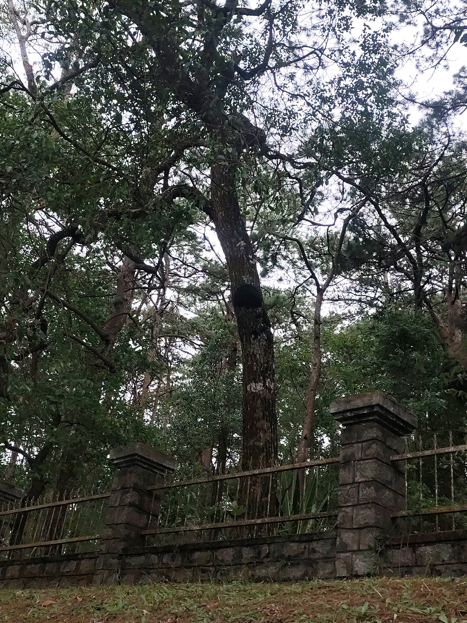 This image shows a view of the exterior of the Dinh 3 (Bao Dai Summer Palace) in Da Lat, Vietnam. A stone fence with metal railings runs horizontally across the midground, with ornate stone pillars supporting it at intervals. Behind the fence, lush green trees and foliage dominate the scene, with a large tree trunk in the foreground on the left. The branches of these trees create a dense canopy overhead, obscuring much of the sky. The ground in the foreground is covered with dry grass and fallen leaves. The overall atmosphere is one of a shaded, natural setting, likely within the grounds of the palace.