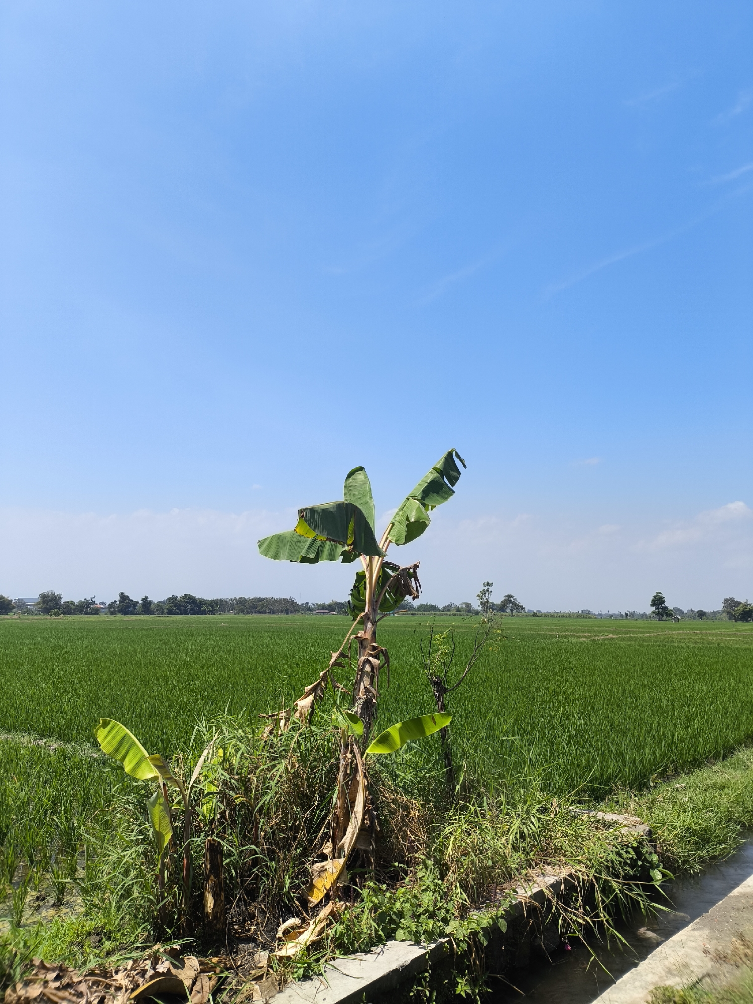 This is a landscape photograph taken on a bright, clear day in the city of Lumajang, Indonesia. The scene depicts a lush green rice field stretching towards the horizon under a vast, pale blue sky with a few wispy clouds. In the foreground, a small banana plant with several large, green leaves stands amongst dry vegetation and soil. A narrow concrete channel, likely for irrigation, runs along the right side of the frame. The background features a line of trees and distant buildings, indicating a rural or semi-rural setting within Lumajang. There are no people visible in the image.