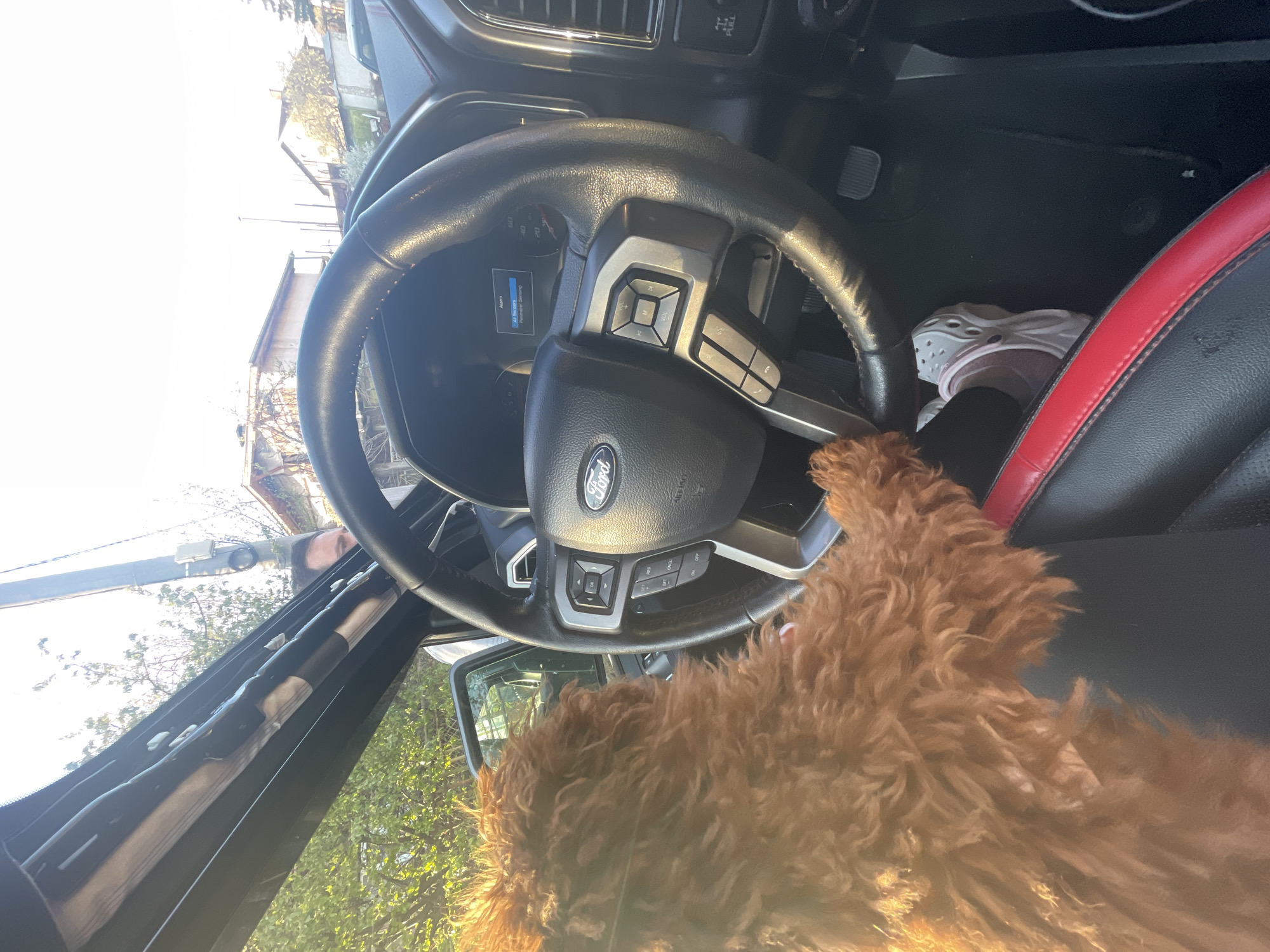 The image shows the interior of a Ford vehicle, specifically the driver's seat area. The steering wheel, dashboard, and part of the driver's leg and foot wearing a white Croc shoe are visible. A reddish-brown, fluffy dog is sitting in the driver's seat or leaning towards it. The car door is open, and trees and buildings can be seen through the open door and windshield. The location is not clear from the visual data provided and there is no information that leads to the location in the city of Sofia, Bulgaria.
