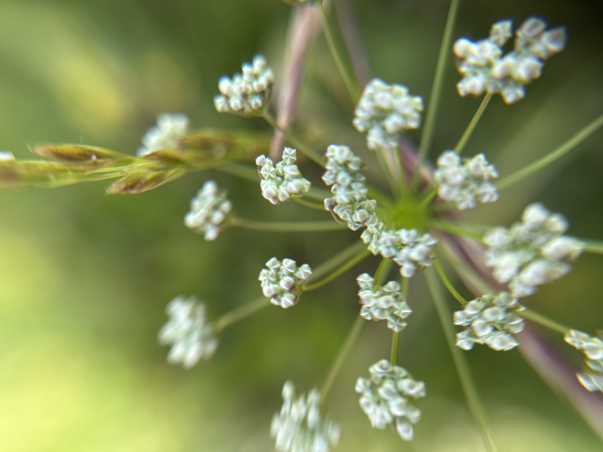 This is a close-up, macro photograph of a cluster of small, pale green buds or flowers, likely on a plant with thin, delicate stems. The background is a soft, blurred expanse of green and yellow, suggesting a natural outdoor setting with foliage and sunlight. The focus is sharp on the intricate details of the buds, which appear to be grouped in small, umbrella-like clusters. Some of the buds show a faint purple or reddish hue on their stems.
To the left of the main floral cluster, a piece of dry, grass-like vegetation with a golden-brown hue is visible, also out of focus. The overall impression is one of nature in detail, with the soft lighting and shallow depth of field creating an ethereal and delicate mood. The time of day appears to be daytime, possibly morning or afternoon, given the brightness and the quality of light. There is no visible text in the image. The location context provided is Bogolyubovo, Russia, which aligns with the naturalistic subject matter of the photograph.