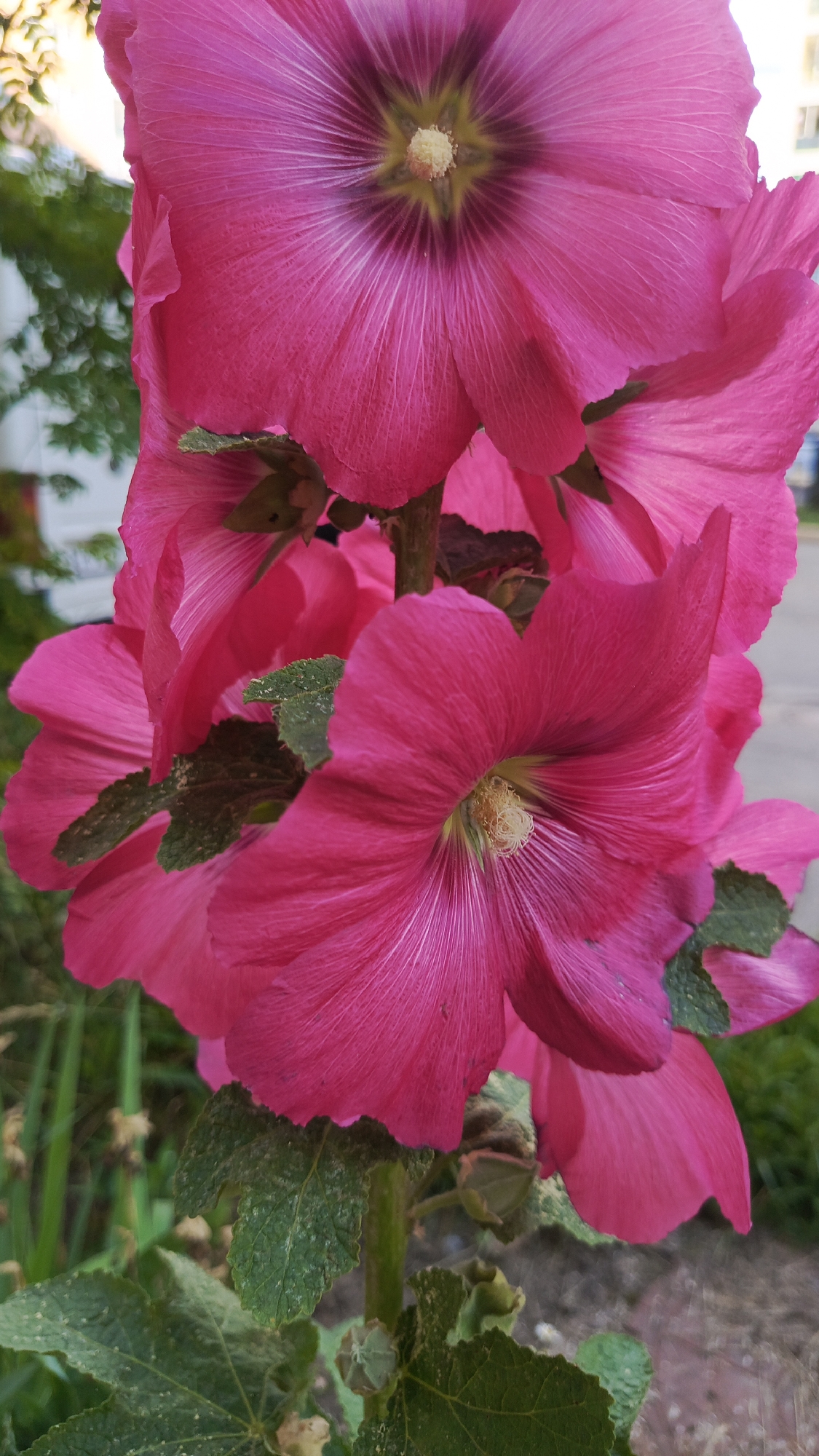 This media file is a close-up, vertical shot of several bright pink hollyhock flowers in bloom. The flowers are clustered together on a stem, with their large, delicate petals unfurling outwards. The center of each flower features a dark purple hue radiating outwards, with a prominent cluster of light yellow stamens. Some of the flowers are in full bloom, while others are partially open or have buds. Green leaves, some showing signs of dust or minor damage, are visible below the flowers, attached to the plant's stem. The background is softly blurred, with hints of green foliage and a suggestion of an outdoor setting, possibly a garden or yard. The lighting appears to be natural daylight, suggesting the photo was taken during the day. There is no visible text in the image. The overall impression is one of natural beauty and vibrant floral display, with the setting likely being Zvenigorod, Russia, as indicated.