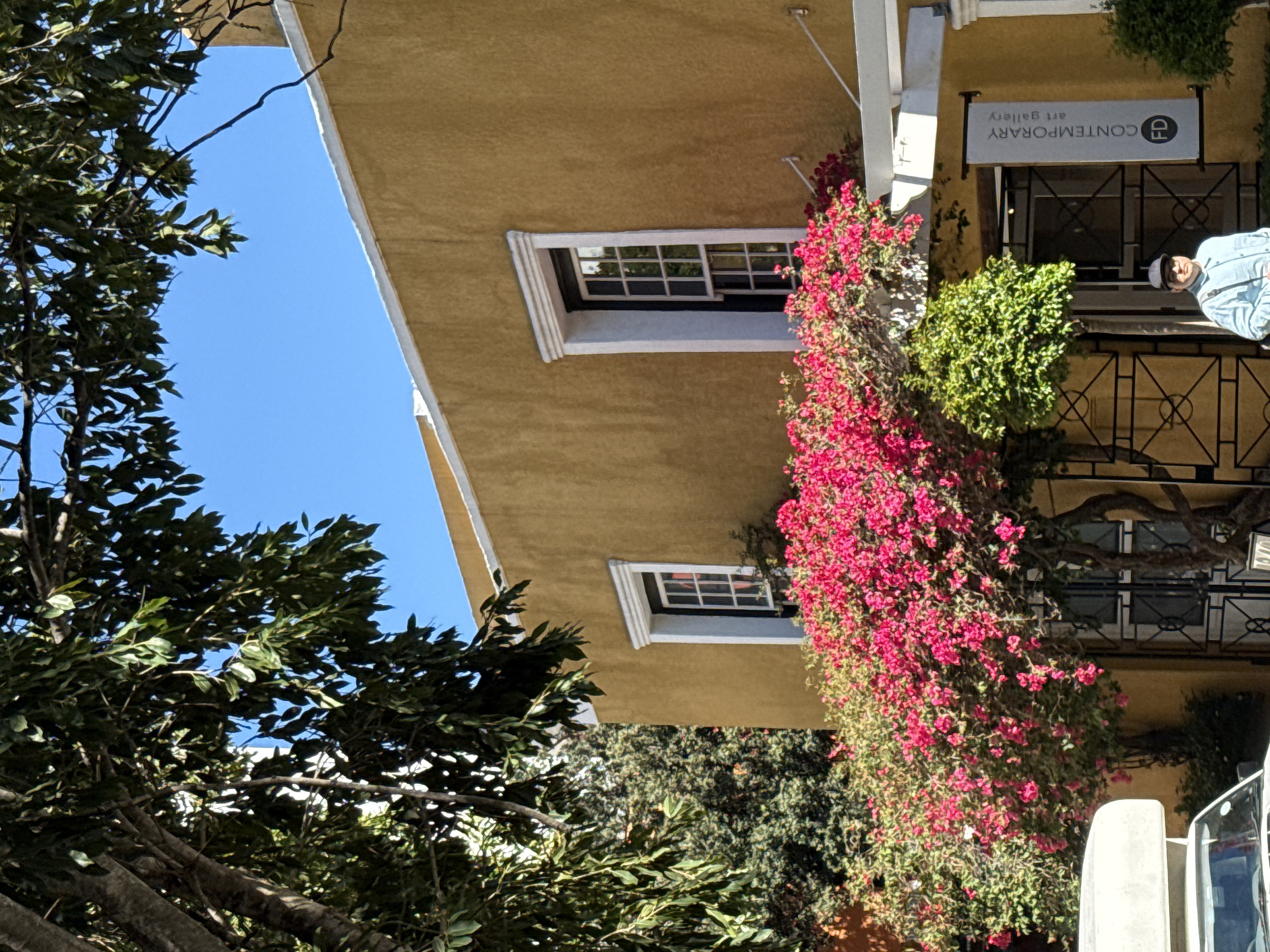 The image displays an outdoor daytime scene in Cape Town, South Africa, featuring a building facade under a clear blue sky. The building exhibits a mustard yellow stucco finish with white trim framing two upper-level windows, each with dark frames and white mullions, and along the roofline. A substantial, vibrant pink bougainvillea bush spans the mid-section of the building, partially obscuring a dark metal gate or grille at what appears to be the ground floor entrance. A vertical banner sign, hanging from a white pergola-like structure, identifies the establishment as a 'CONTEMPORARY art gallery' and includes an 'FD' logo. A single male individual, wearing a light blue long-sleeved shirt, a dark baseball cap, and a dark shoulder bag, is visible standing or walking on the lower right, adjacent to the gallery entrance. The front section of a white vehicle is partially visible on the lower left. Lush green tree foliage overhangs the upper left and top portions of the frame.