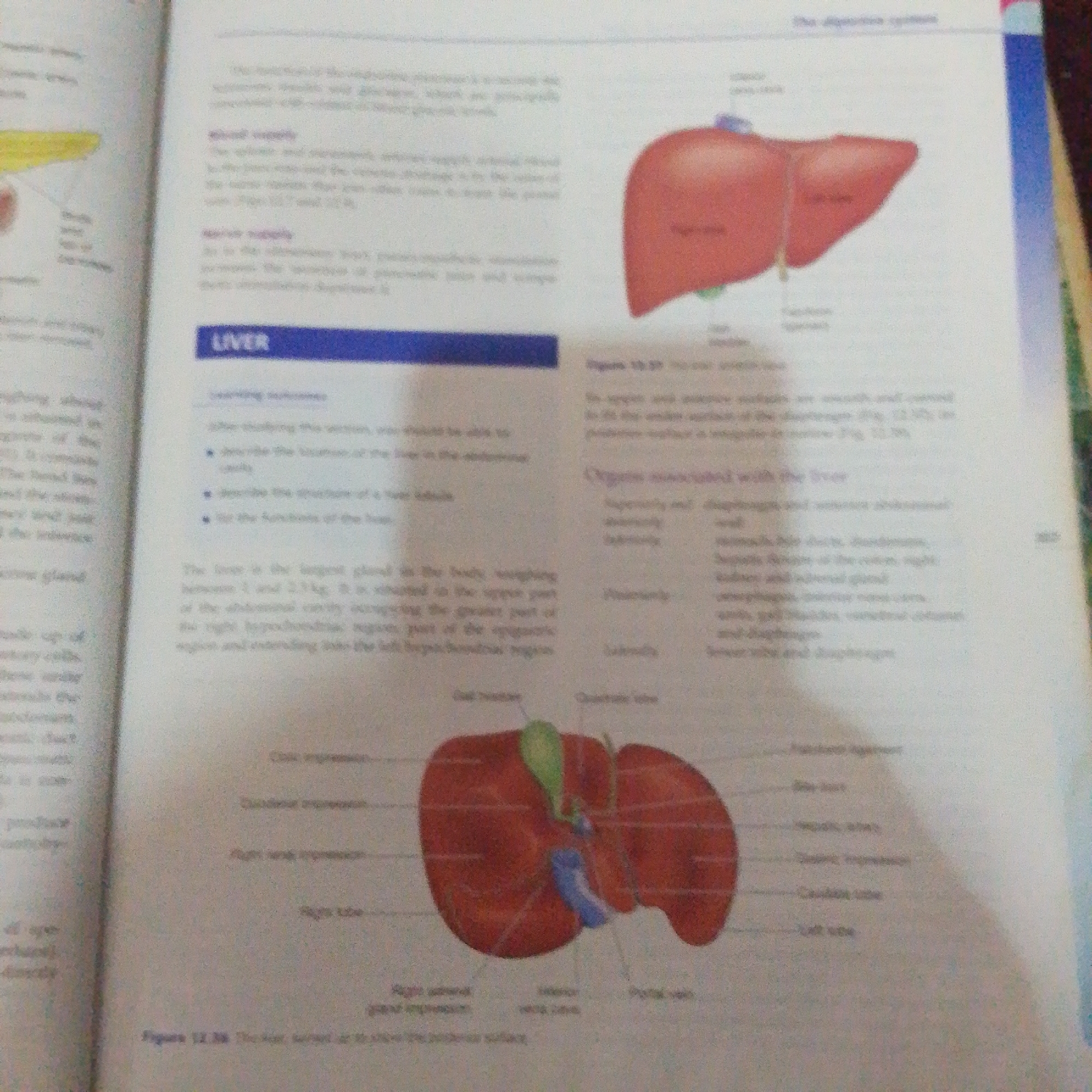 The media file shows a page from a textbook, likely about human anatomy or biology, with a focus on the digestive system. The page features text and illustrations related to the liver.
The main subject is the liver, depicted in two anatomical illustrations. One illustration shows a superior view of the liver, while the other displays an inferior view with associated structures like the gallbladder and bile ducts. The text discusses the liver's location, size, structure, and functions, as well as its blood supply and nerve supply.
There are several headings and bullet points within the text. Prominent headings include "LIVER", "Learning outcomes", "Blood supply", "Nerve supply", and "Organs associated with the liver". Bullet points under "Learning outcomes" list specific objectives for the reader, such as describing the location, structure, and functions of the liver. The text also describes the liver as the largest gland in the body, weighing between 1 and 2.5 kg, and located in the upper part of the abdominal cavity.
The image also contains labels pointing to various parts of the liver in the illustrations, such as "Gallbladder", "Common bile duct", "Portal vein", "Right lobe", and "Left lobe".
The presence of textbook material suggests an academic or educational setting. The image quality is moderate, with some blurriness, but the text and illustrations are largely decipherable. There are no people, specific time of day, weather conditions, or emotional cues visible in the image. The location context of Jalingo, Nigeria, is not directly evident from the image content itself, but is provided as external information.