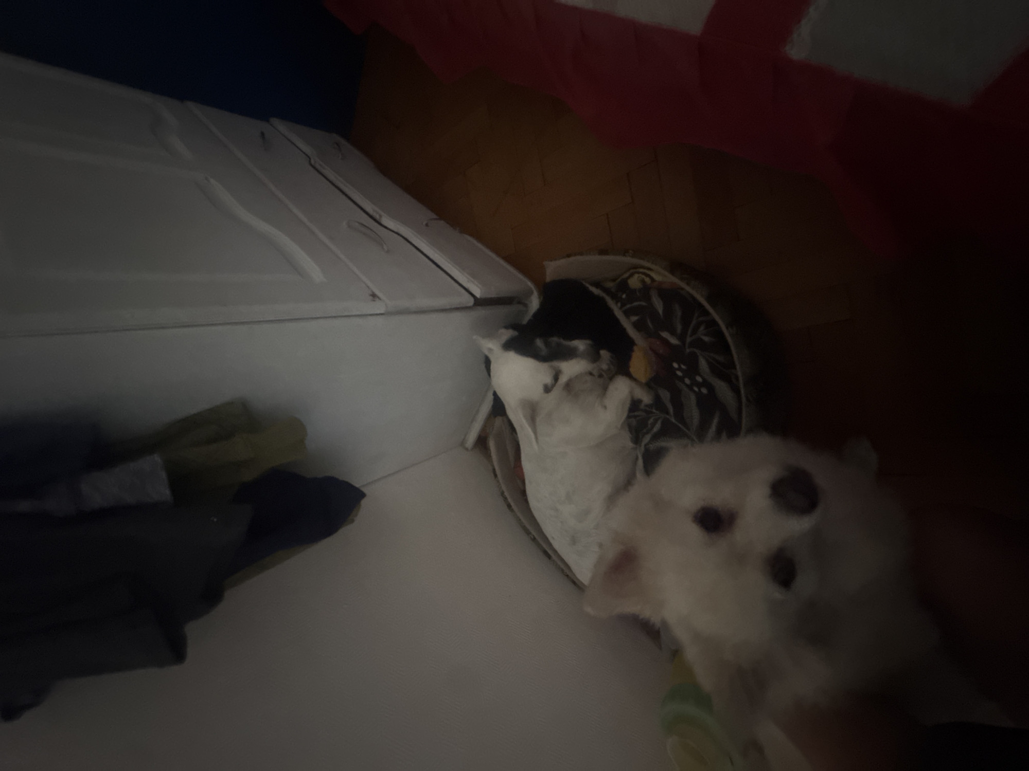 The image shows a domestic scene in dim lighting, potentially indoors. Two animals, likely pets, are visible. A white, fluffy dog is in the foreground, with its face clearly visible. Behind the white dog, there's another animal, potentially a cat, nestled in what appears to be a pet bed with a patterned fabric. To the left, there's a white cabinet or dresser, and some dark clothing is draped nearby. The presence of parquet flooring suggests an interior space. Given that a location is requested, but there's no way to ascertain it from the image, I cannot confirm its location in Sofia, Bulgaria. The environment is somewhat cluttered and appears to be in a residential setting.