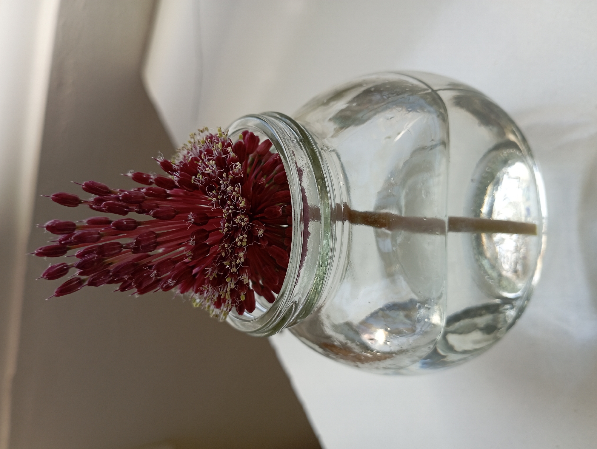 A red Allium flower is in a clear glass jar, with water, on a white surface. The setting is a room with light coming from a window.