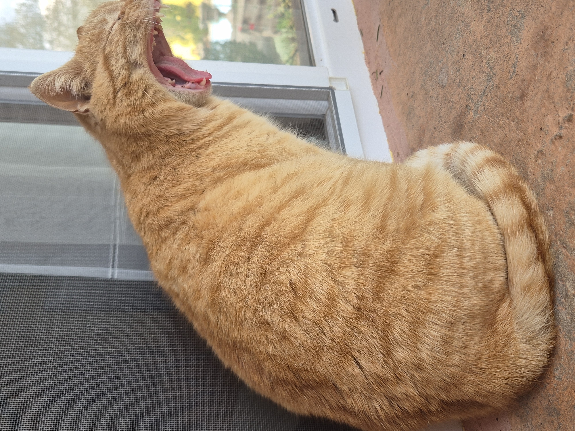 An orange tabby cat is lying on what appears to be an outdoor windowsill or ledge. The cat is stretching its neck and yawning, revealing its pink tongue and teeth. The ledge is next to a window with a screen. A textured, reddish-brown surface, possibly a brick or stone wall, is visible on the right side of the image. The location is not discernible from the image; therefore, I cannot confirm that it is Pavlikeni, Bulgaria.