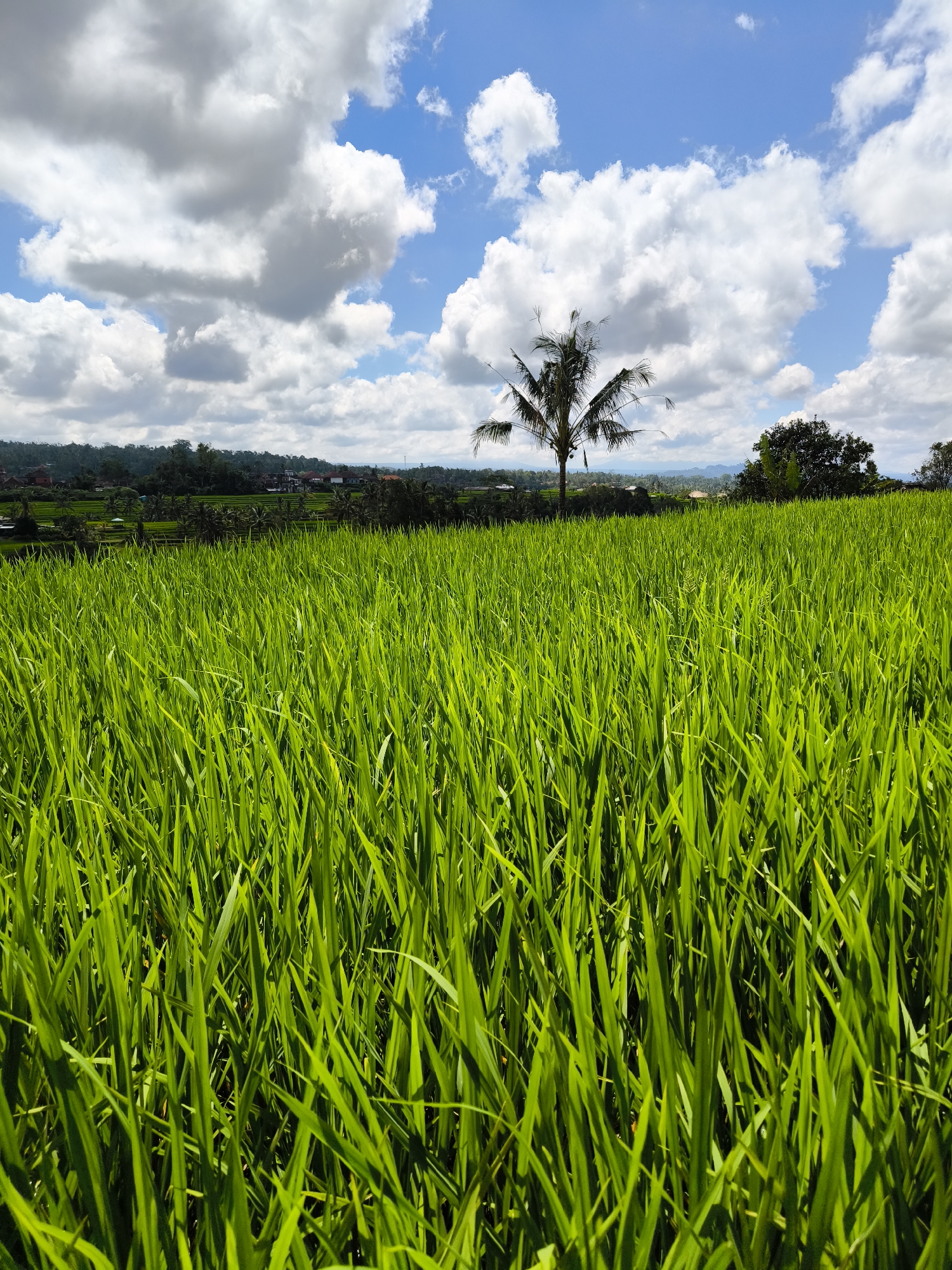 The image depicts a vibrant green rice field in Unknown, Indonesia. The rice plants are tall and lush, filling the majority of the frame. In the background, a row of trees and buildings is visible. A single palm tree stands out against the cloudy blue sky. The lighting suggests a sunny day. No people are visible in the scene.