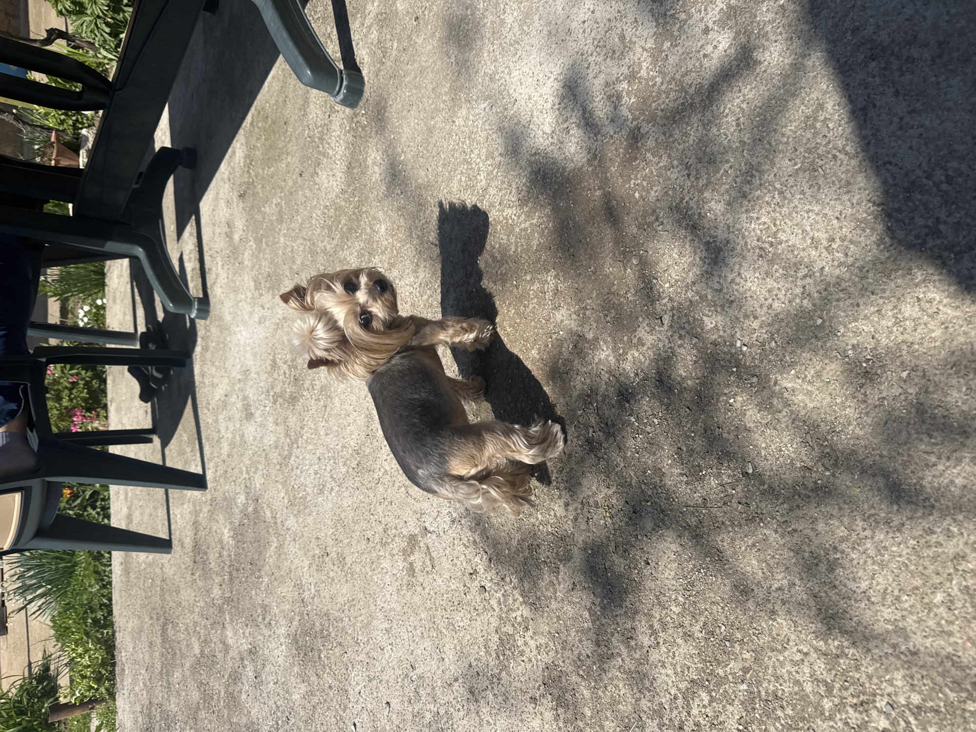 The image shows a Yorkshire Terrier standing on a concrete patio. The dog is facing away from the camera and looking back. The patio is in partial shade from trees. A green plastic patio chair is visible in the upper left corner of the image. The location is likely Lehchevo, Bulgaria, based on the prompt. There are plants and foliage visible in the background, suggesting an outdoor setting. The scene appears to be taken during daylight hours.