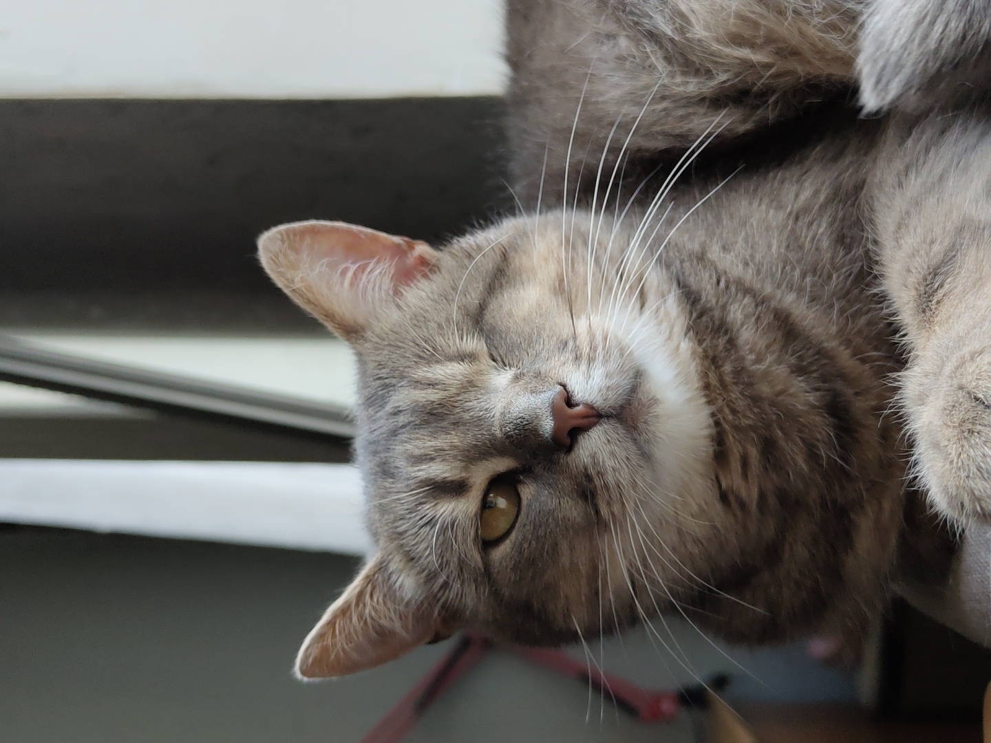 A grey tabby cat with one eye closed is resting, its head angled towards the viewer. The cat has prominent white whiskers and a pink nose. Its fur exhibits stripes of darker grey and brown. The background is out of focus, showing vertical blinds and a window frame, suggesting an indoor setting, possibly near a window. The lighting indicates it might be daytime, with soft natural light illuminating the cat's face.