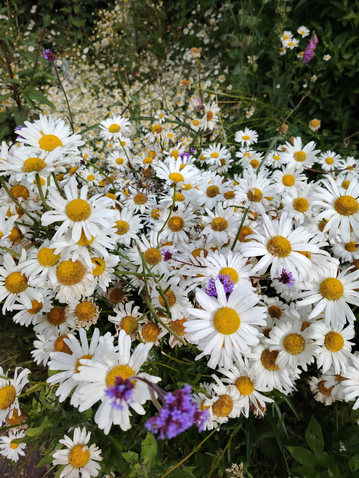 The image captures a dense and vibrant cluster of numerous white-petaled, yellow-centered flowers, predominantly identified as daisies, in an outdoor setting in the city of Peterborough, United Kingdom. The foreground is filled with these blossoms, many appearing fresh and fully open, while some towards the lower and right sections exhibit minor wilting or browning in their centers. Interspersed among the white daisies are several small clusters of purple/violet flowers on slender green stems, one prominent example rising in the upper left section of the frame. The background is composed of a blurred expanse of similar white and yellow flowers mixed with dark green foliage and stems, suggesting a larger garden bed or naturalized area. The scene is illuminated by natural, soft daylight. No individuals, animals, or significant man-made objects are present within the frame.