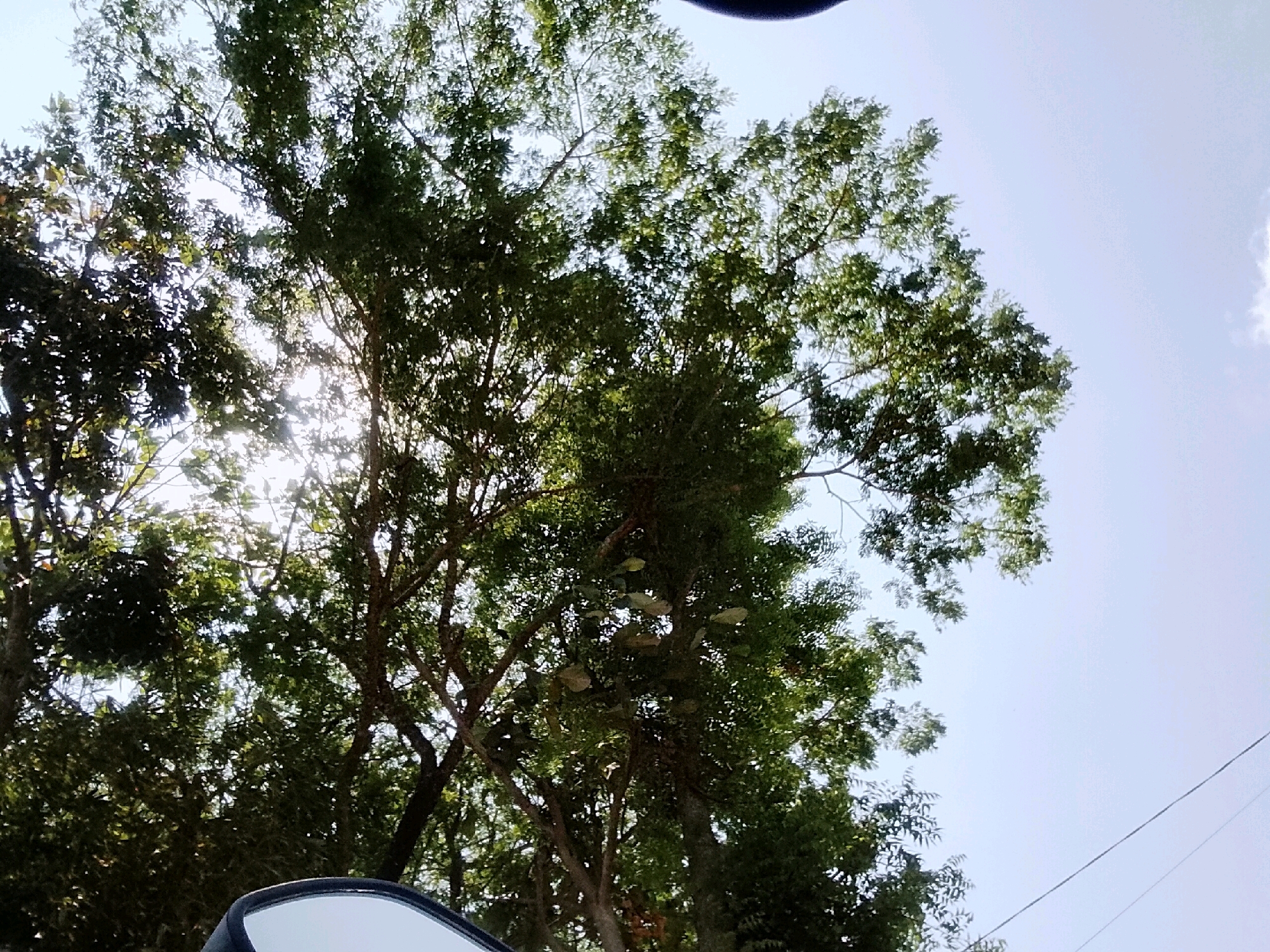 The image captures a low-angle view looking up through the dense green foliage of trees towards a bright, clear sky. Sunlight filters through the leaves, creating a dappled effect. A small portion of a dark, curved object, possibly a vehicle mirror, is visible in the lower left corner, suggesting the photo was taken from a moving vehicle. The scene appears to be in Grebegan, Indonesia, characterized by lush vegetation. The sky is a pale blue with a few wispy clouds. A thin wire runs diagonally across the sky in the right side of the frame.