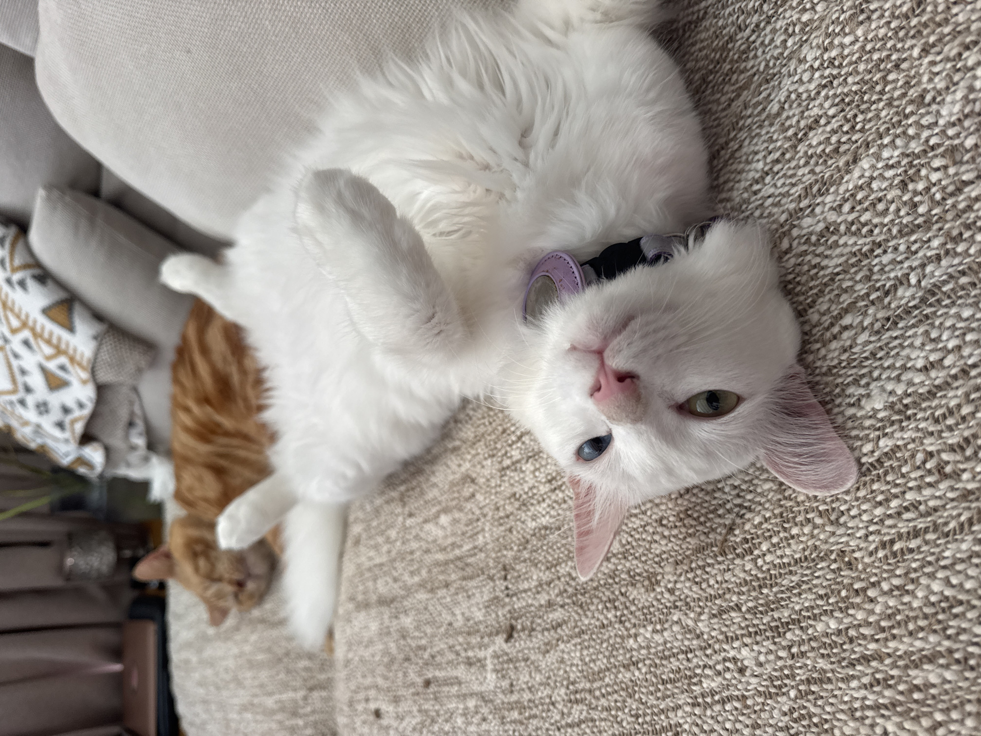 The image shows two cats lying on a textured, beige couch. One cat is white with heterochromia (one blue eye and one green eye) and is wearing a purple collar with a black bow. It is lying on its back with its paws up. The other cat is orange and white tabby and is lying next to the white cat, seemingly asleep. Part of a decorative pillow and a dark-colored object (possibly a bag or piece of furniture) are visible in the background. The location is undetermined; there is no evidence of Kuta Selatan, Indonesia.
