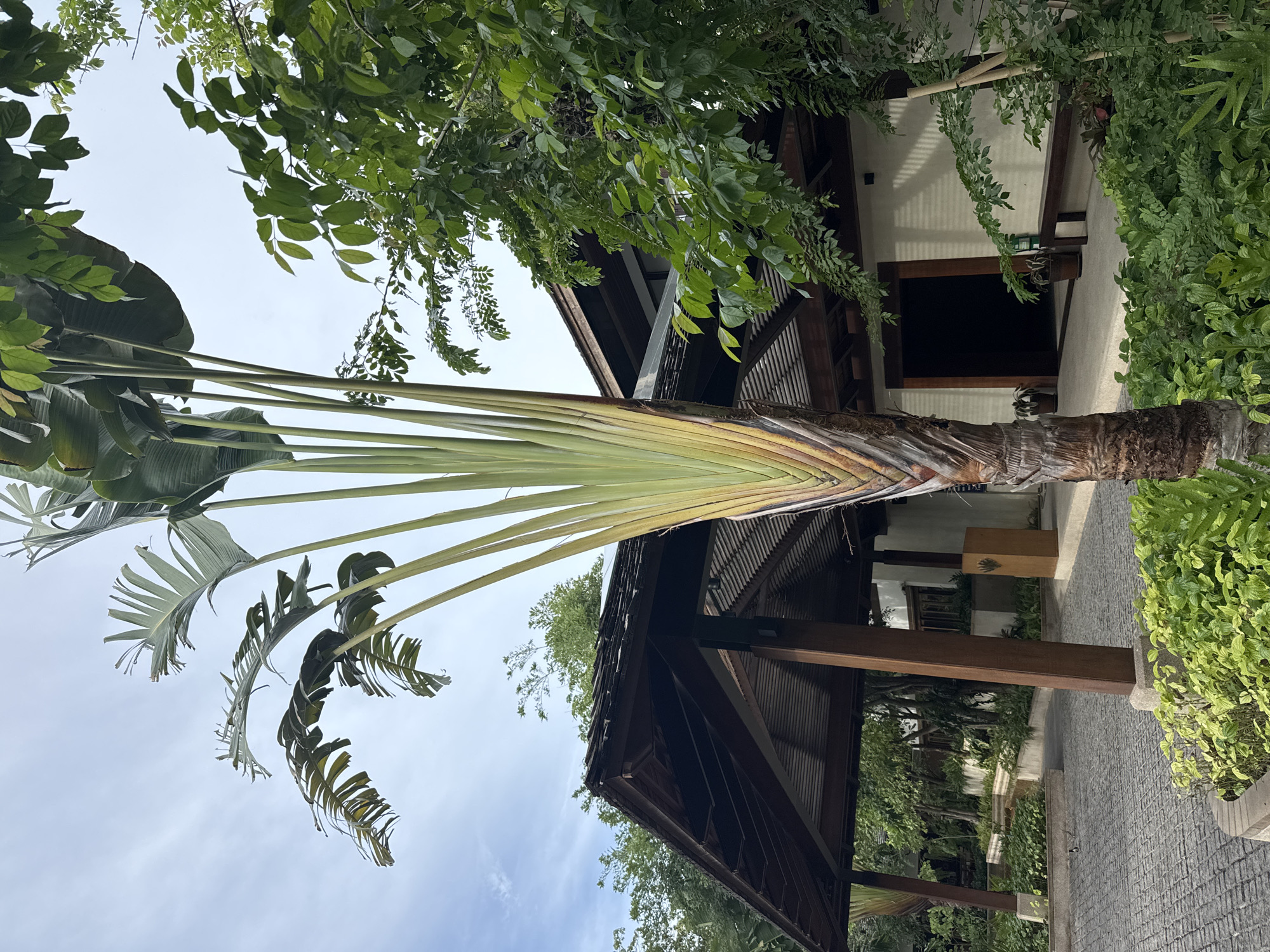A tall, fan-like palm tree stands in the foreground, its green leaves fanning out against a pale sky. Behind the tree, a covered walkway with a wooden roof supported by thick, dark brown posts is visible. The walkway leads to a building with cream-colored walls and a dark entrance. Lush green foliage surrounds the area, and the ground is paved with gray cobblestones. The scene appears to be an outdoor entrance to a building, possibly a resort or a large house, in a tropical or subtropical setting.