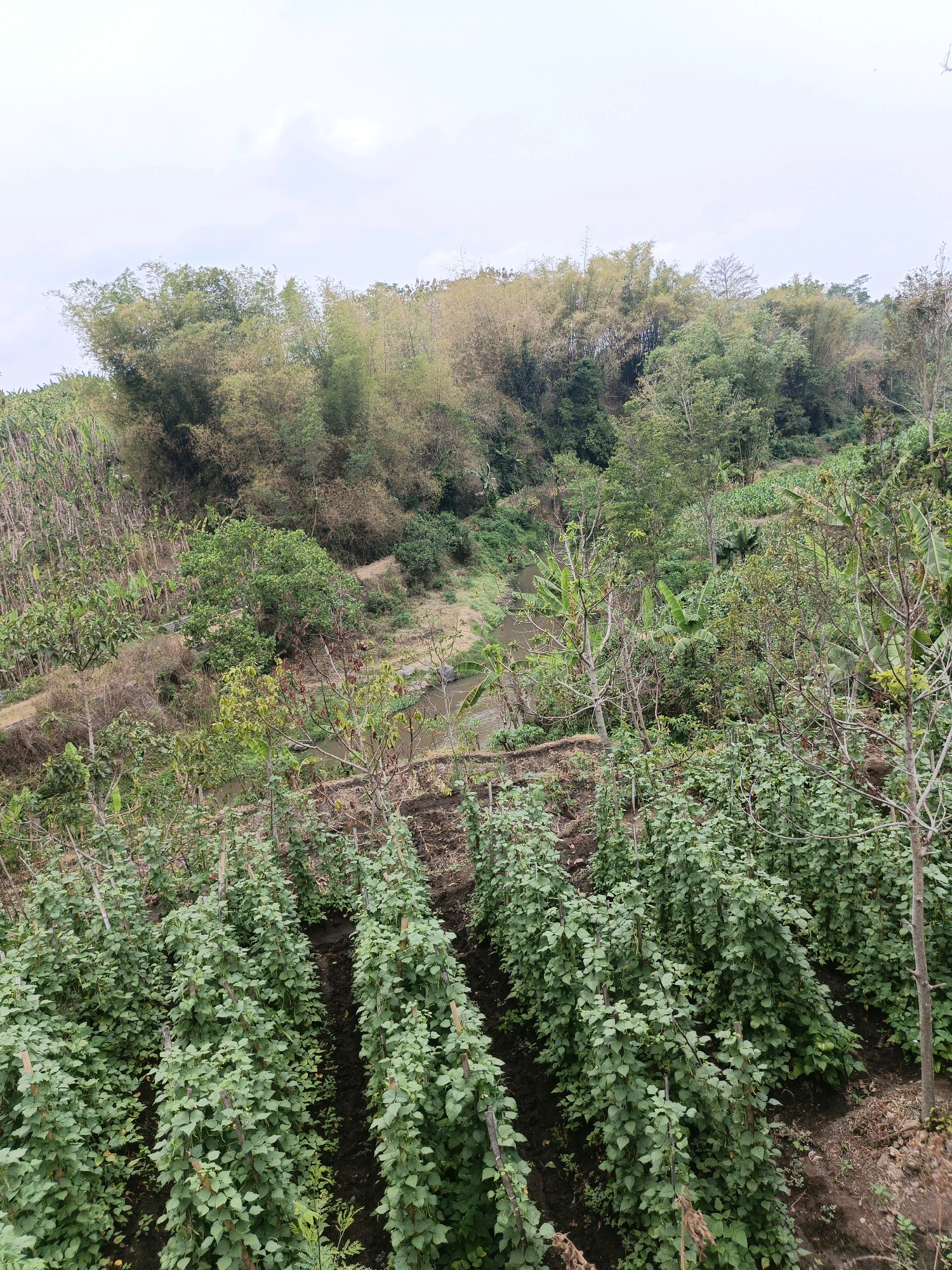 In the city of Batu, Indonesia, this image captures a lush agricultural landscape on a hillside. In the foreground, rows of vibrant green bean plants climb up wooden stakes, indicating cultivation. The soil appears dark and fertile. Further back, banana plants with their large leaves are visible, along with a variety of other trees and dense foliage. A narrow, winding river or stream cuts through the valley, bordered by more vegetation. In the distance, a dense bamboo forest thrives on the upper slopes of the hill, with some bamboo stalks exhibiting a dry, golden hue. The sky above is overcast with a pale, diffused light, suggesting a cloudy day. The overall scene depicts a fertile, natural environment with evidence of human agricultural activity.