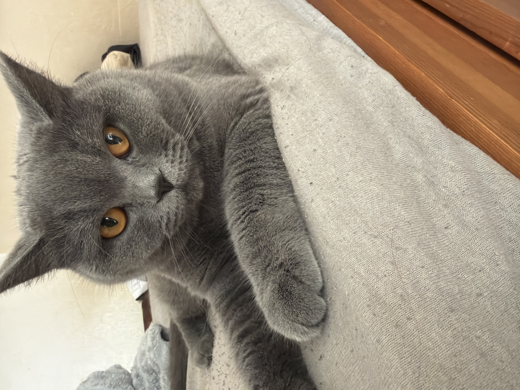 The image shows a close-up of a grey British Shorthair cat lying on a neutral-colored textured surface, likely a bed or sofa. The cat has distinctive round, copper-colored eyes and is looking directly at the camera. Its paws are resting in front of it. The background is slightly blurred, showing hints of a wall and some soft objects. There is no indication of the city of Szczecin, Poland, or any other specific location within it.