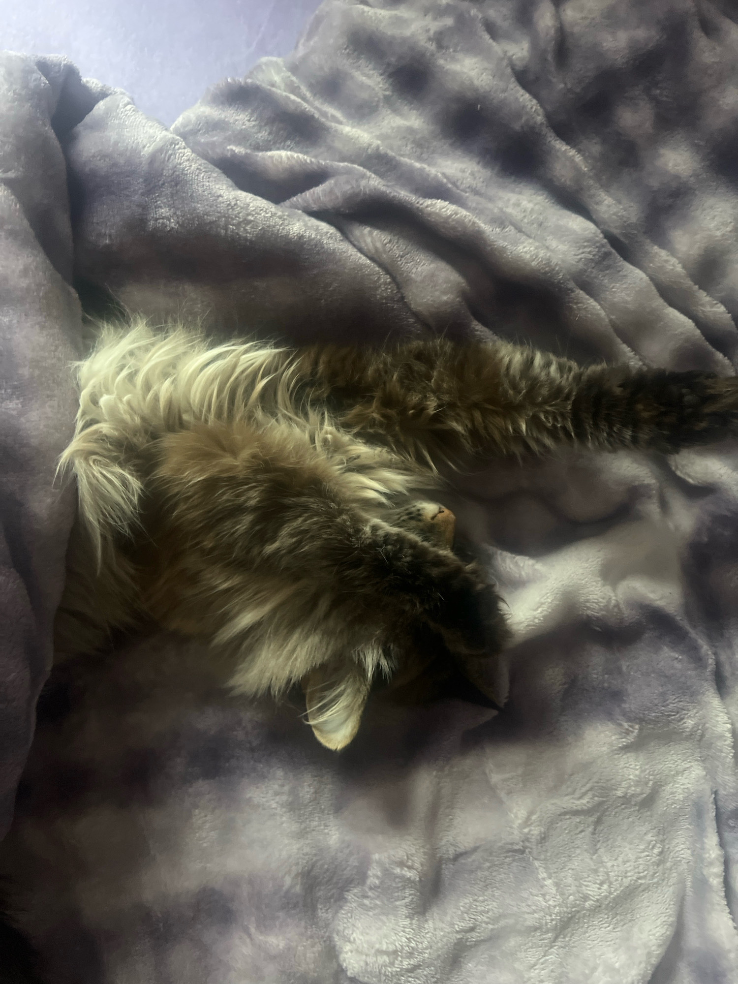 An overhead shot shows a fluffy cat sleeping on a plush purple blanket. The cat is curled on its side, with its head resting on its paws. Its fur is a mix of brown, black, and gray, with lighter shades on its belly and chest. The blanket is a soft, fuzzy material with a tie-dye pattern of purple and white. The cat appears to be in a relaxed and comfortable state.