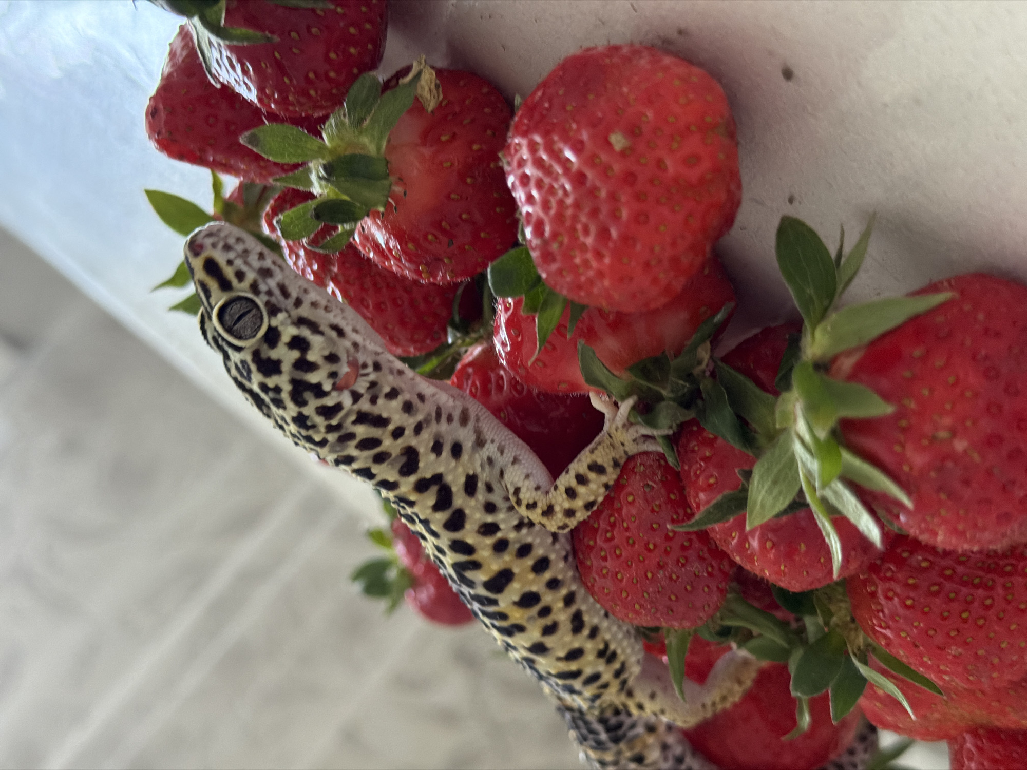 A leopard gecko is perched amidst a cluster of ripe, red strawberries. The gecko's pale yellow skin is patterned with dark brown spots. It appears to be gripping the strawberries with its slender limbs. The strawberries are densely packed, their green leafy stems visible between the berries. The setting appears to be indoors, with a plain, light-colored wall in the background. There is no indication of this image being taken in Chaikovsky, Russia.