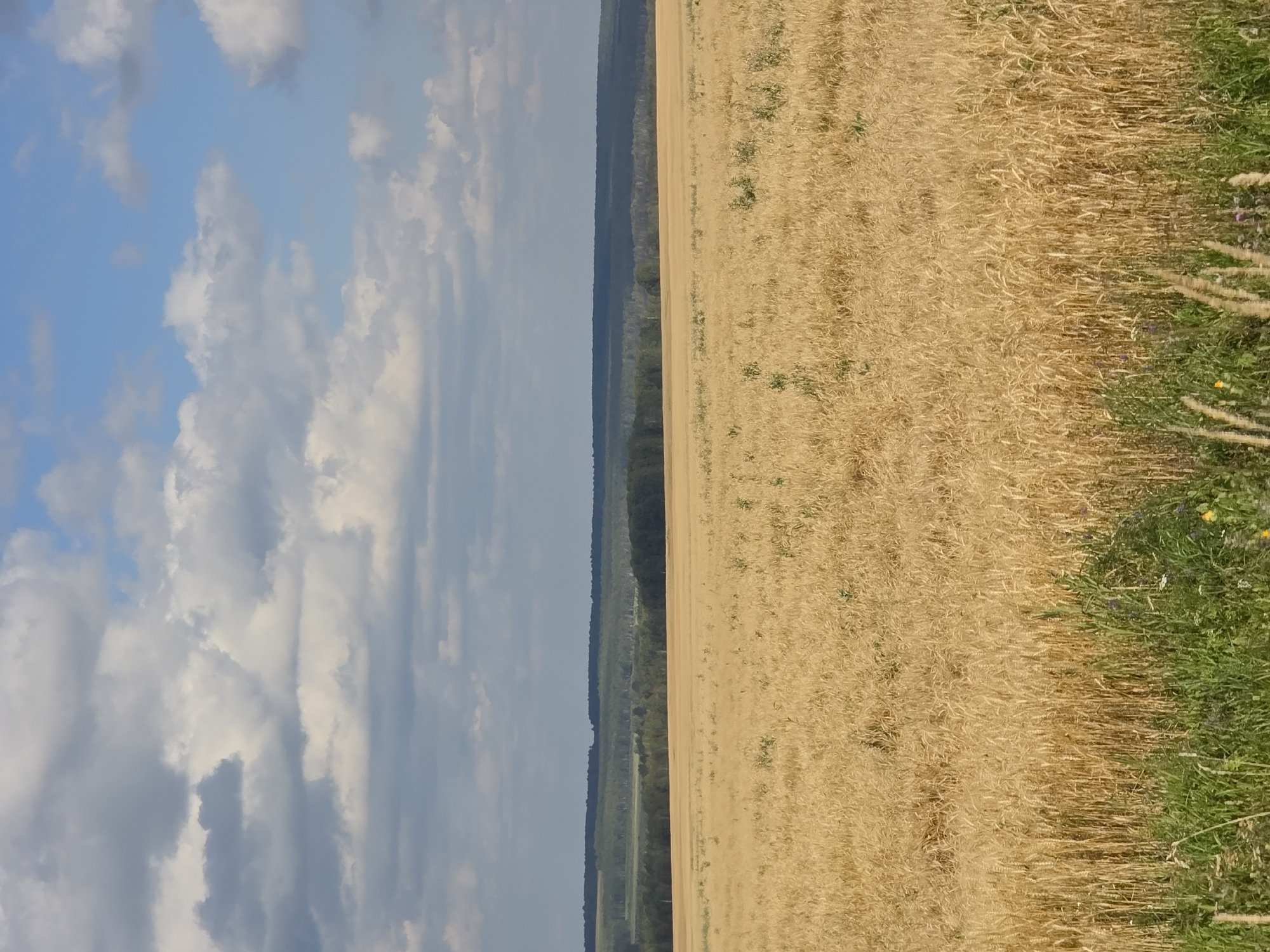 The image displays a vast, golden field of ripe wheat under a partly cloudy sky. The wheat stalks fill the majority of the frame, stretching towards a distant, dark green forest line that borders the horizon. Above the forest, the sky transitions from a pale blue at the top to a mix of white and grey clouds that are illuminated by sunlight. The lower foreground of the image shows a strip of green grass and some wildflowers, providing a contrast to the wheat field. The scene appears to be a rural landscape, possibly in the vicinity of Bikkulova, Russia, judging by the type of vegetation and the expanse of farmland. There are no people or animals visible in the image.